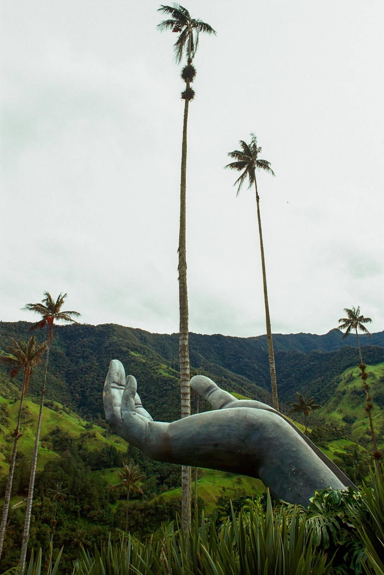 Mano, Valle Cocora, Colombia.