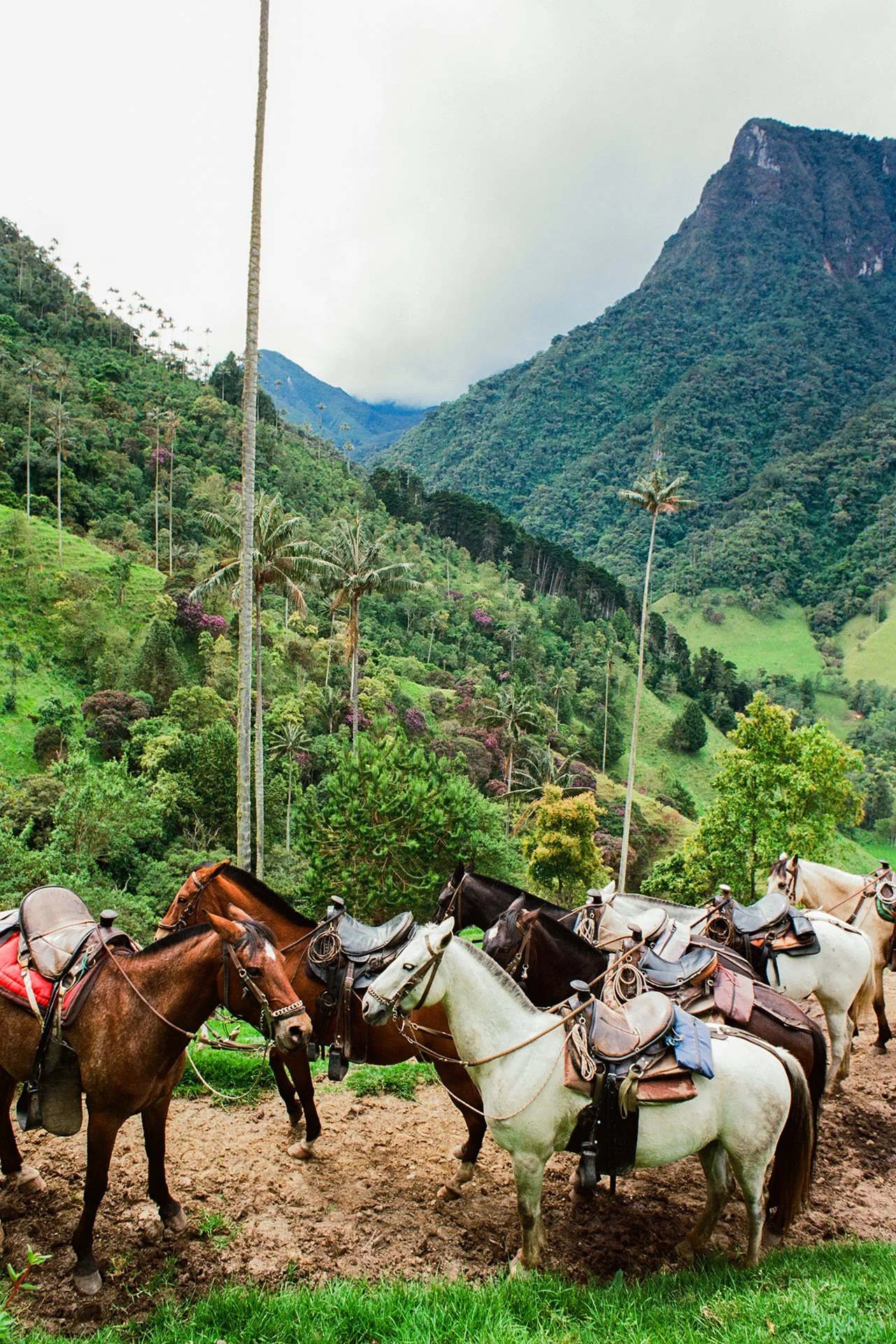 Caballos, Valle Cocora, Colombia.