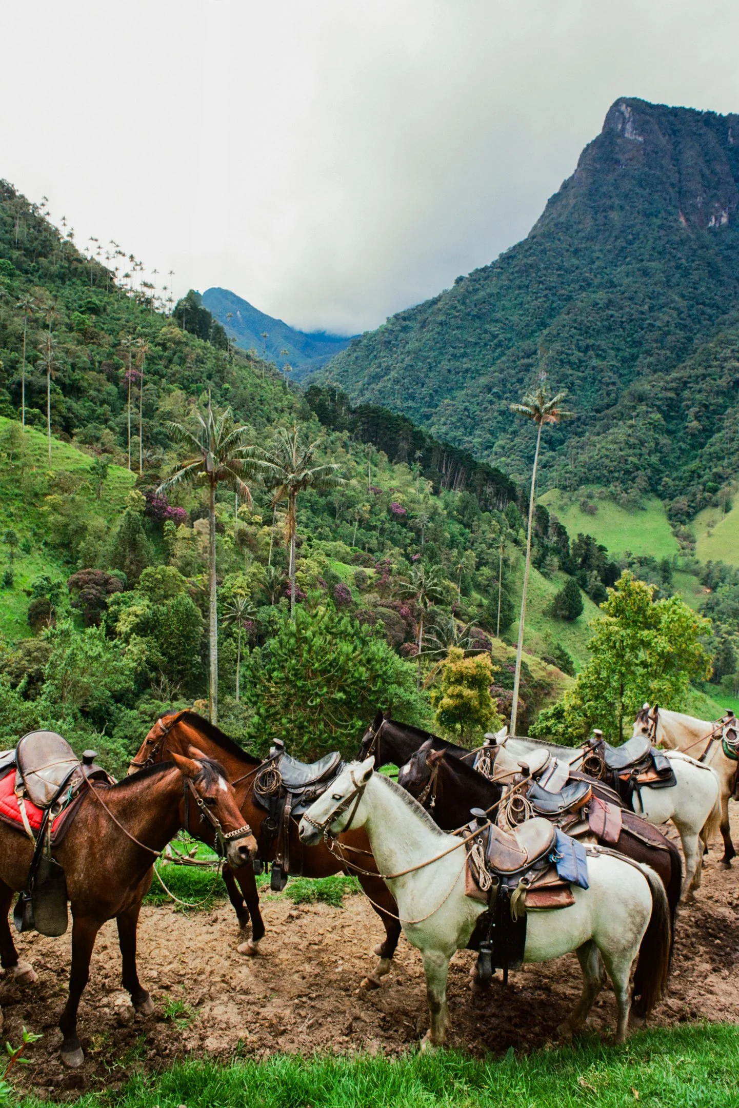 “Caballos”, Valle Cocora, Colombia.