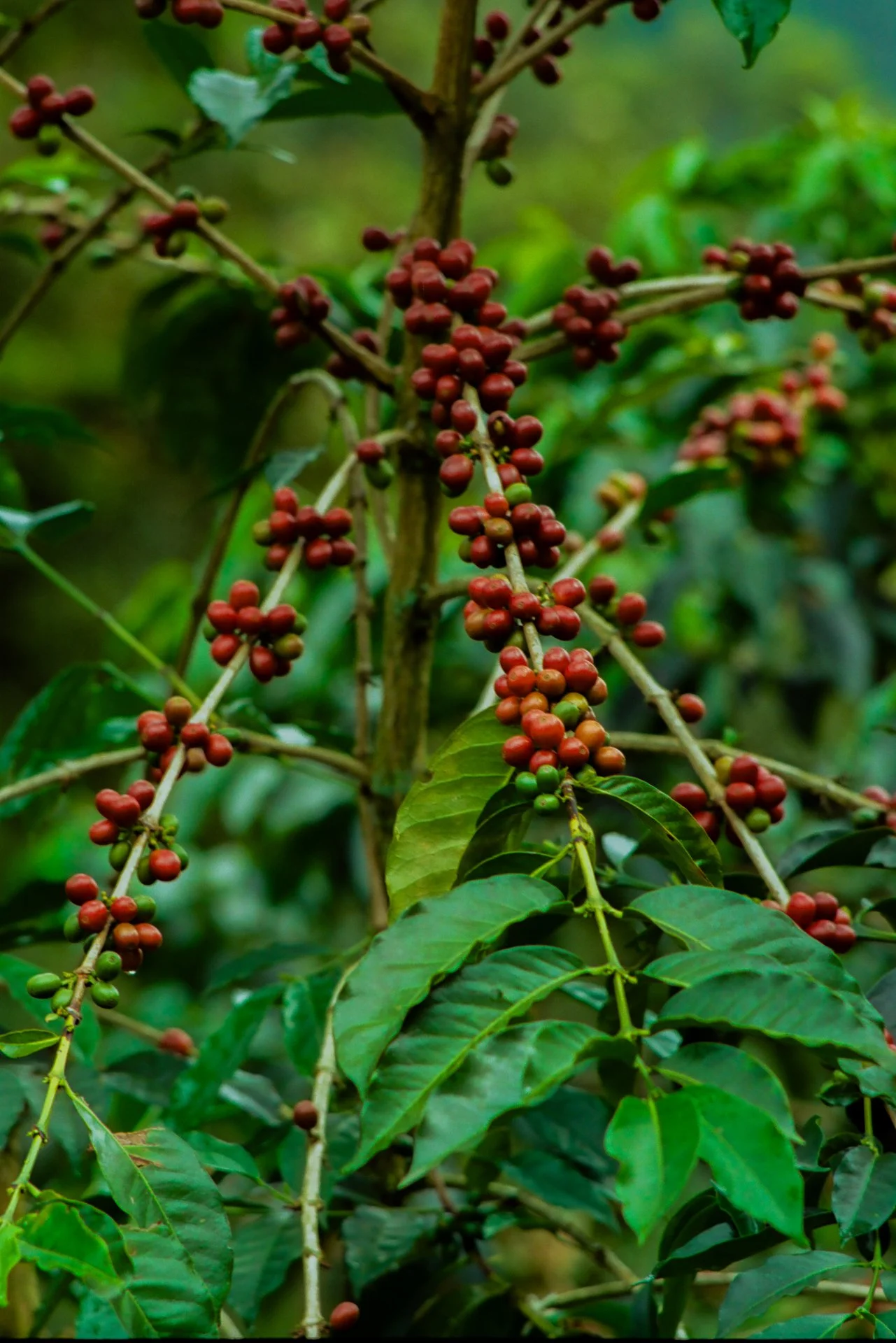 Café, Filandia, Colombia.