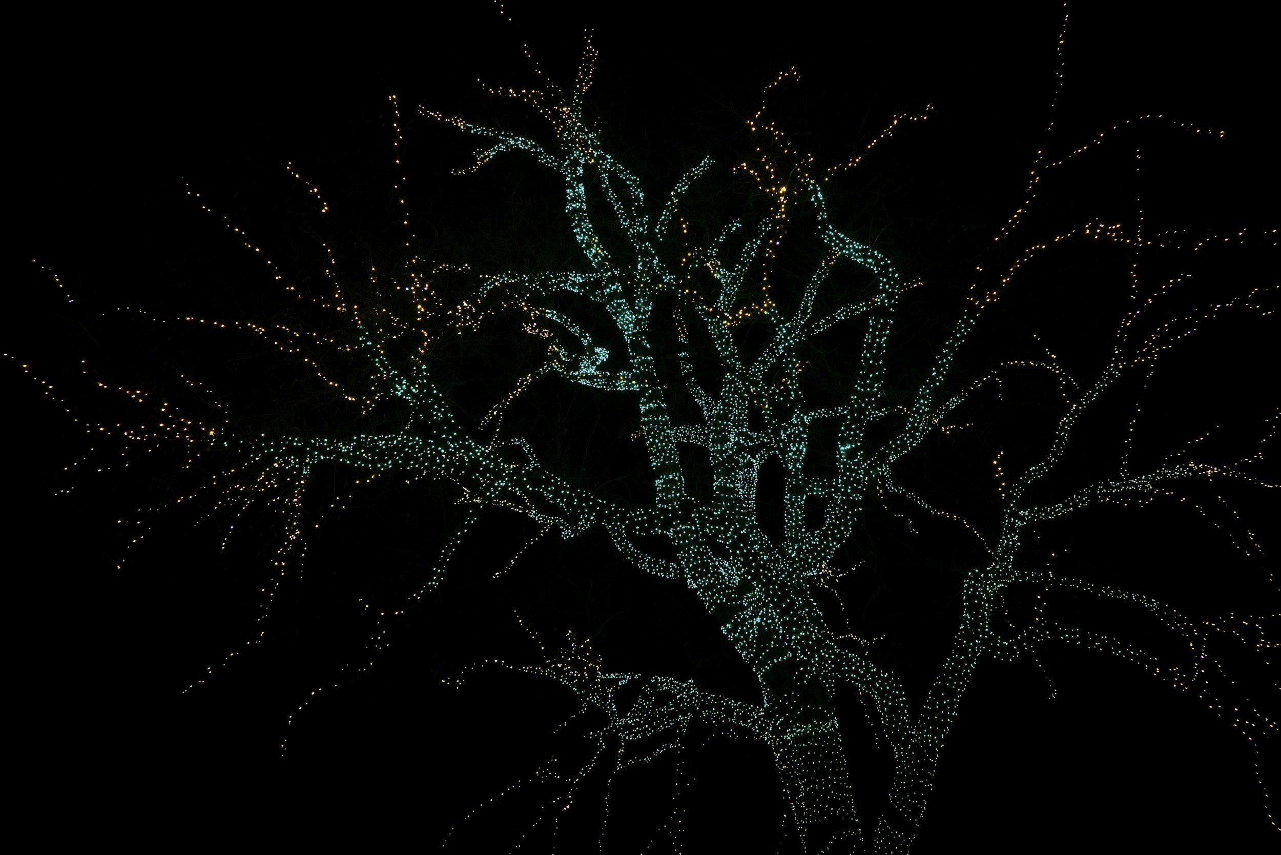 Tree decorated with numerous white and green lights against a dark night sky.