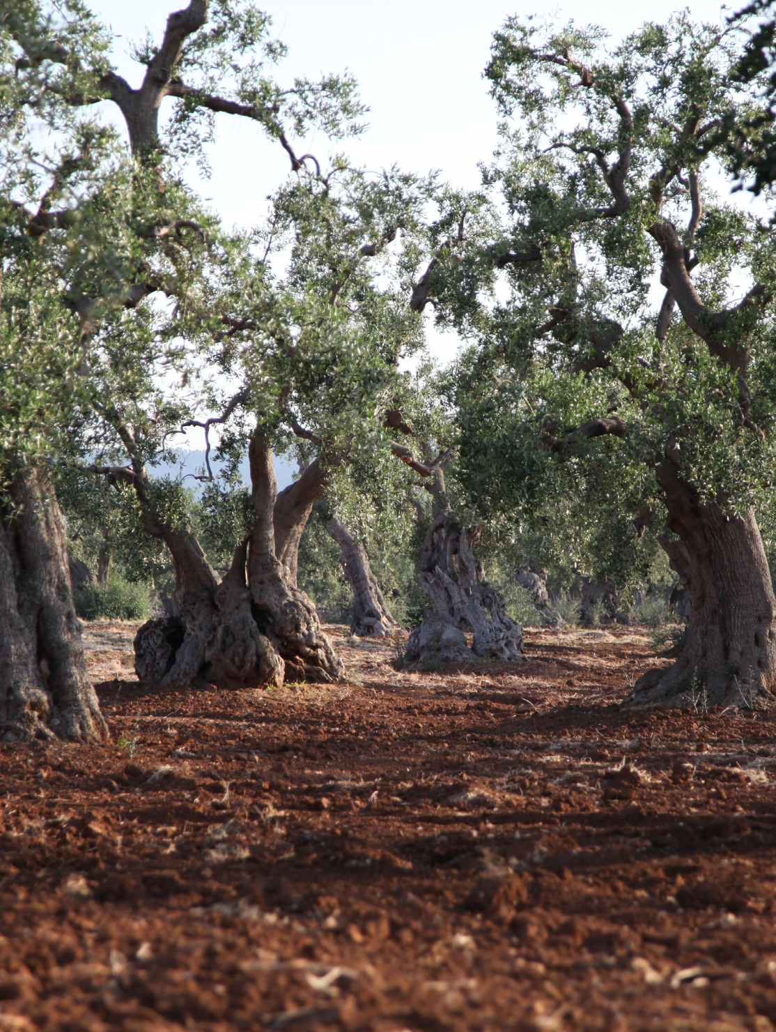 Screenshot 2026-04-07 at 8.37.28 AM.png