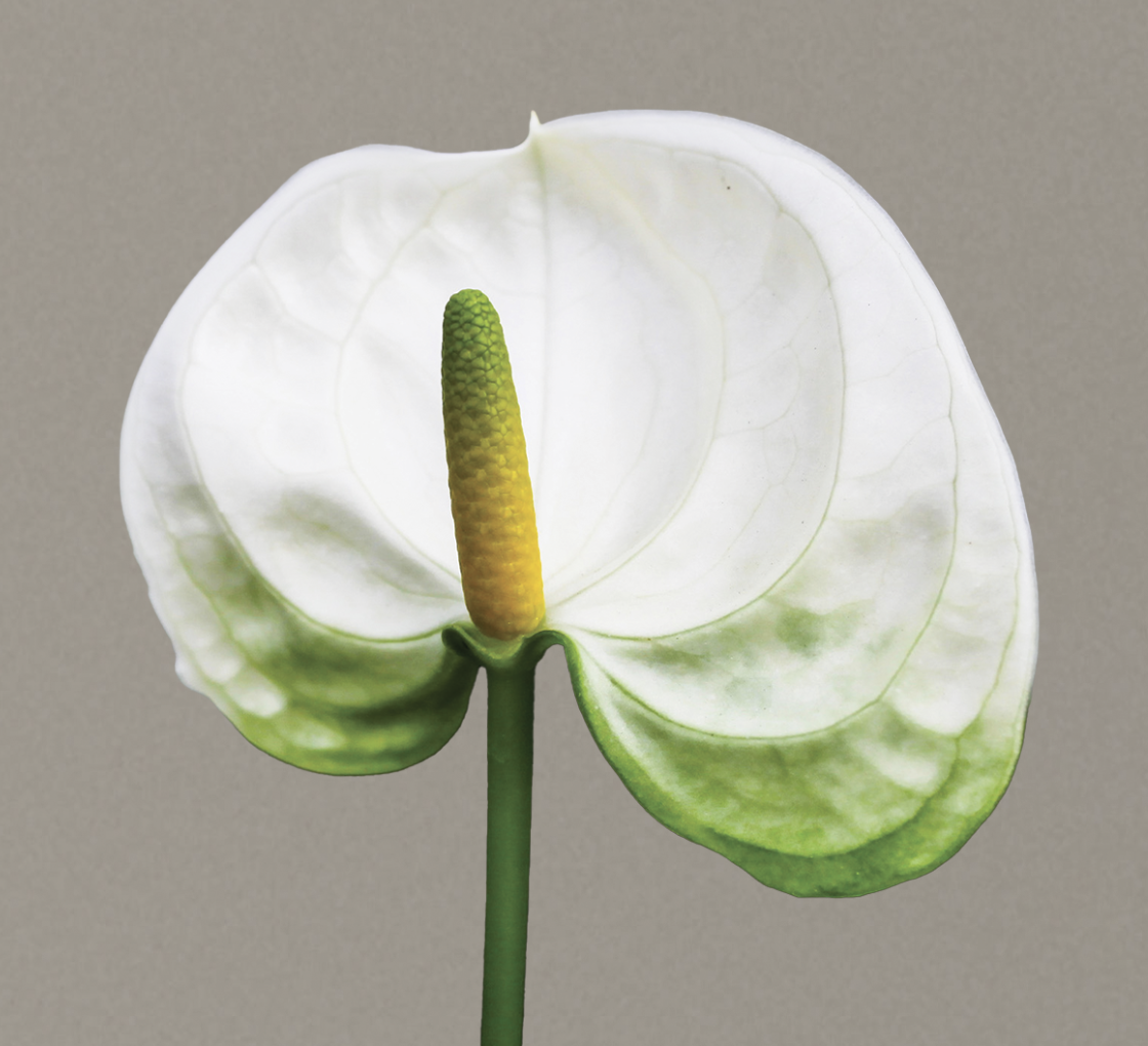 Sustainable Brand Concept