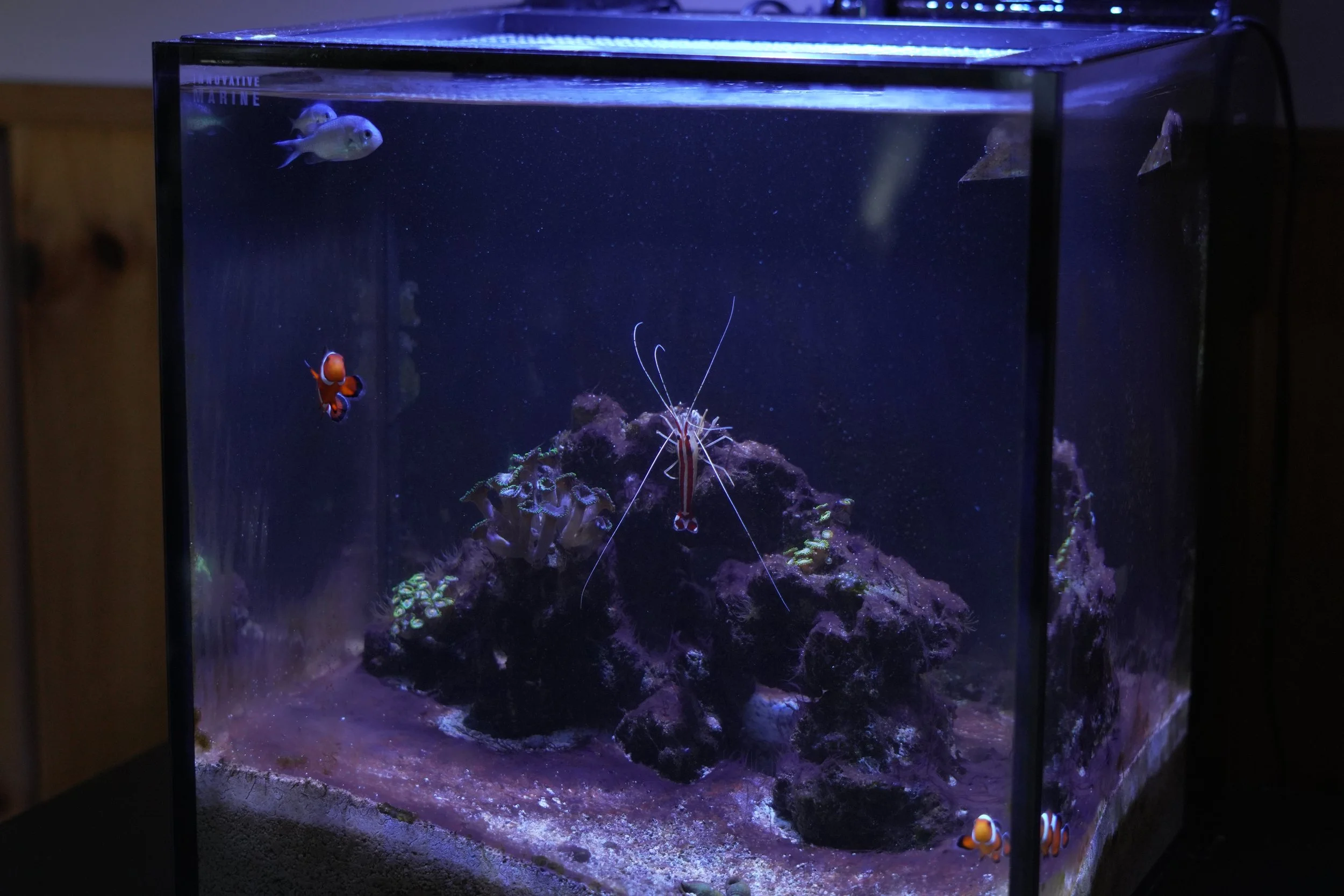 A rectangular aquarium with blue lighting contains various marine creatures: two small silver fish swimming near the top left, a clownfish near the bottom left, a banded shrimp in the middle, and some coral at the bottom. The tank is positioned against a wall, with a wooden surface partially visible on the left.