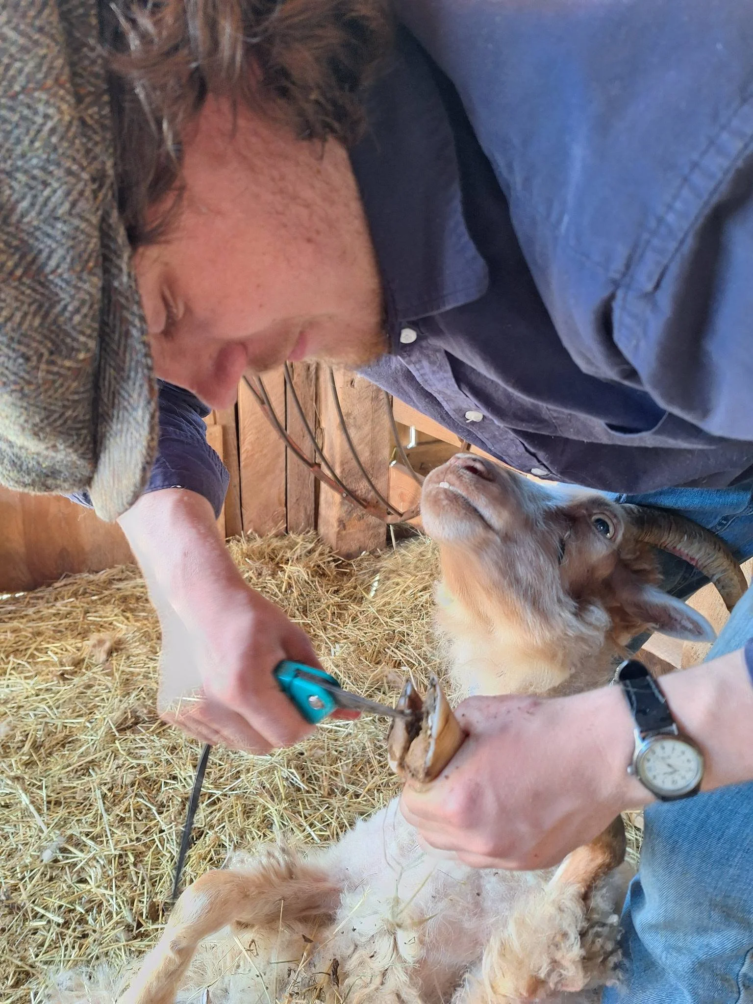 Hoof trimming service in Maine