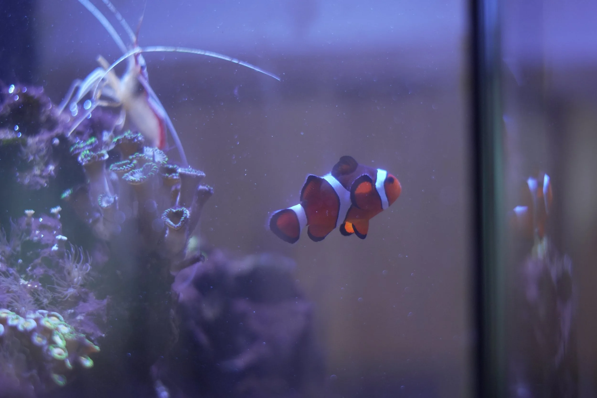 A clownfish swimming near coral in a dark blue underwater scene.