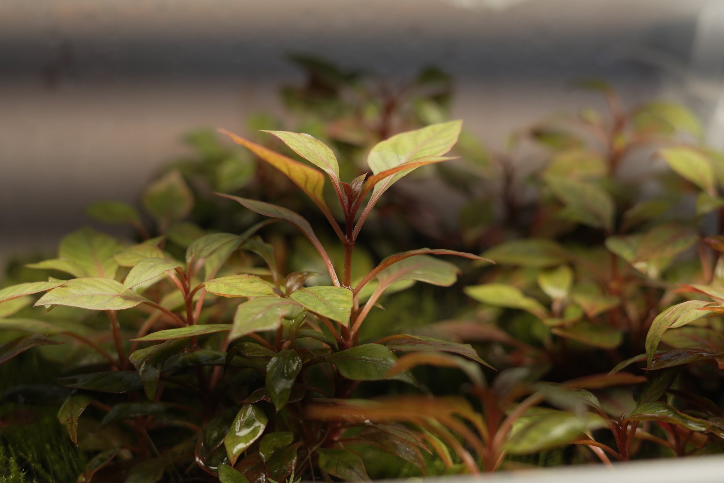 Close-up of green and reddish leaves on a shrub with a blurred background.