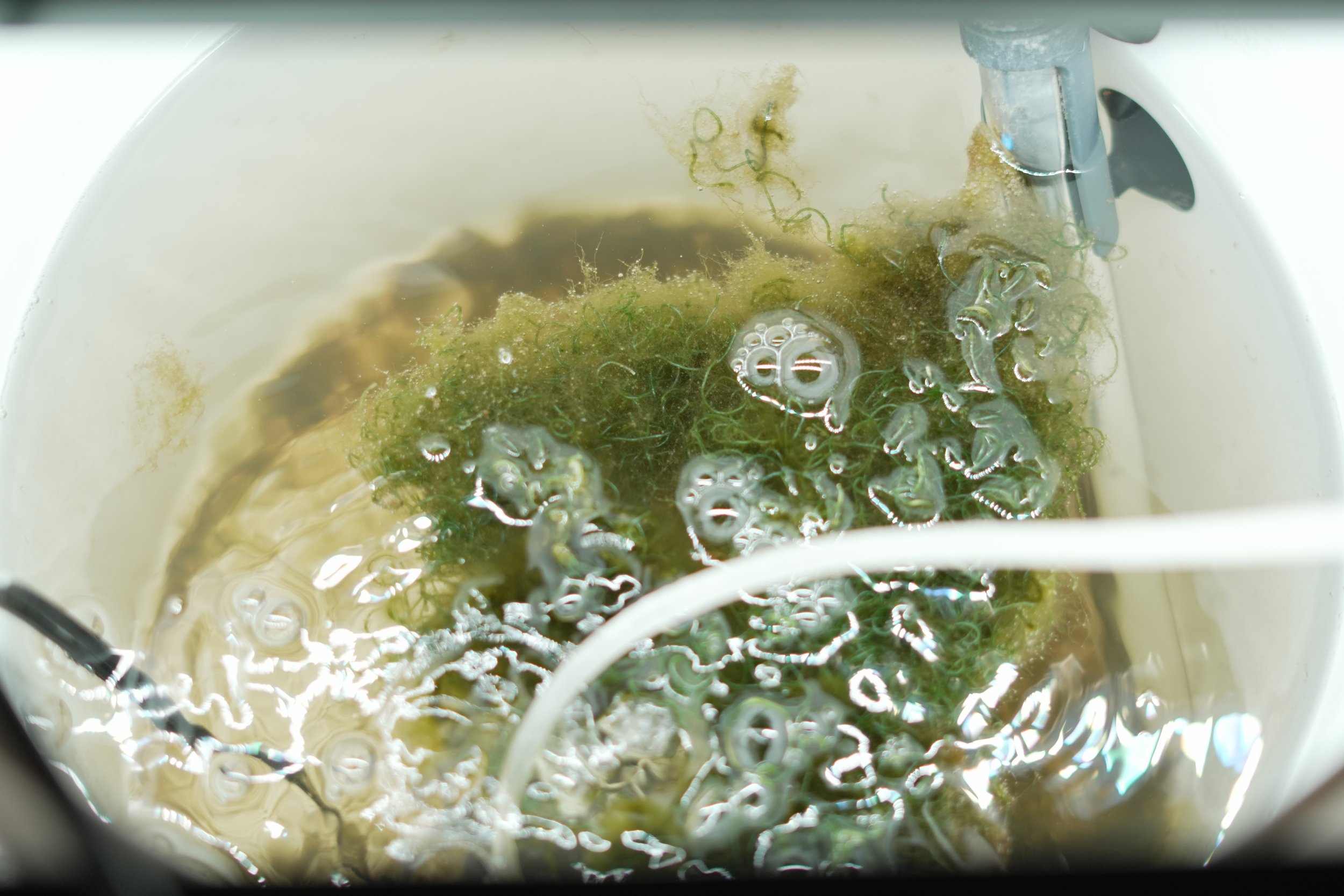 View of a cleaning process inside a white vessel, with green algae and hair being scrubbed off with a cleaning tool.