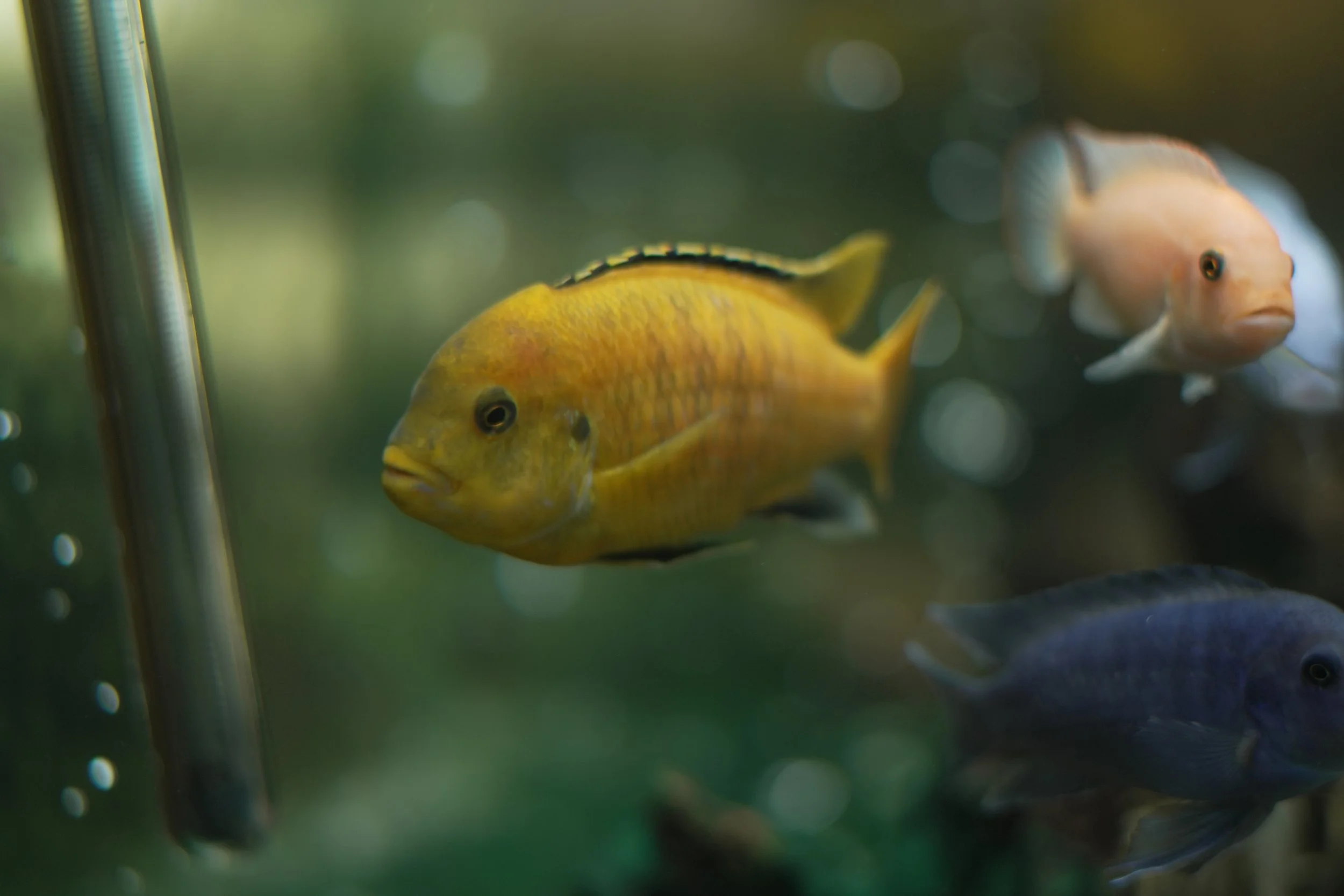 Two fish swimming underwater near a glass wall, one yellow and the other pale pink, with water and bubbles in the background.