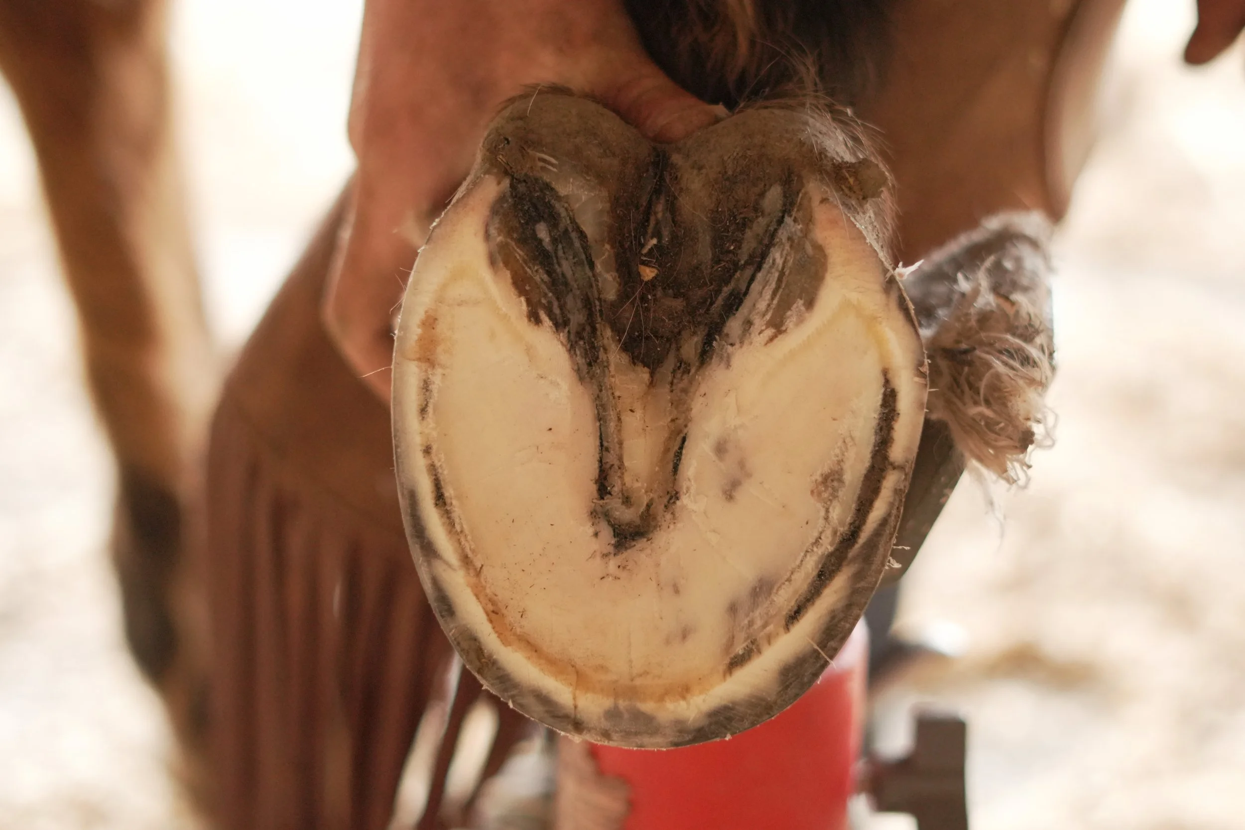 A close-up of a man's face pressed against a cut-open coconut, with the show's interior and some hair visible.
