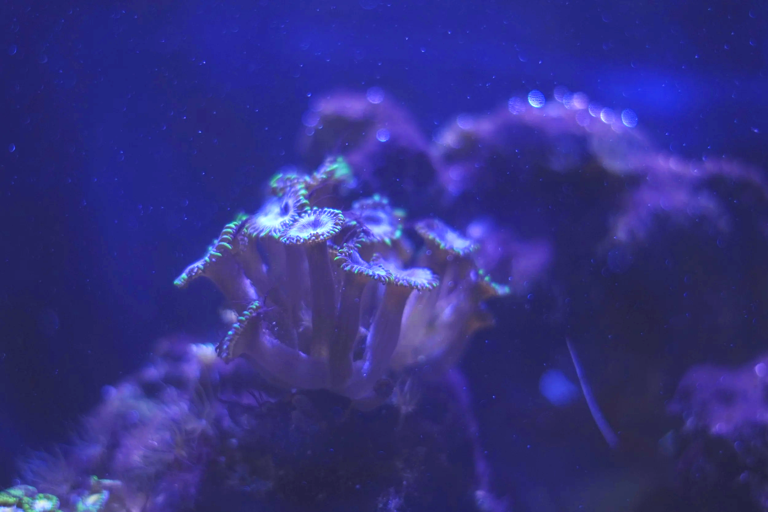 Close-up of brightly colored coral and sea anemones underwater with a dark blue background.