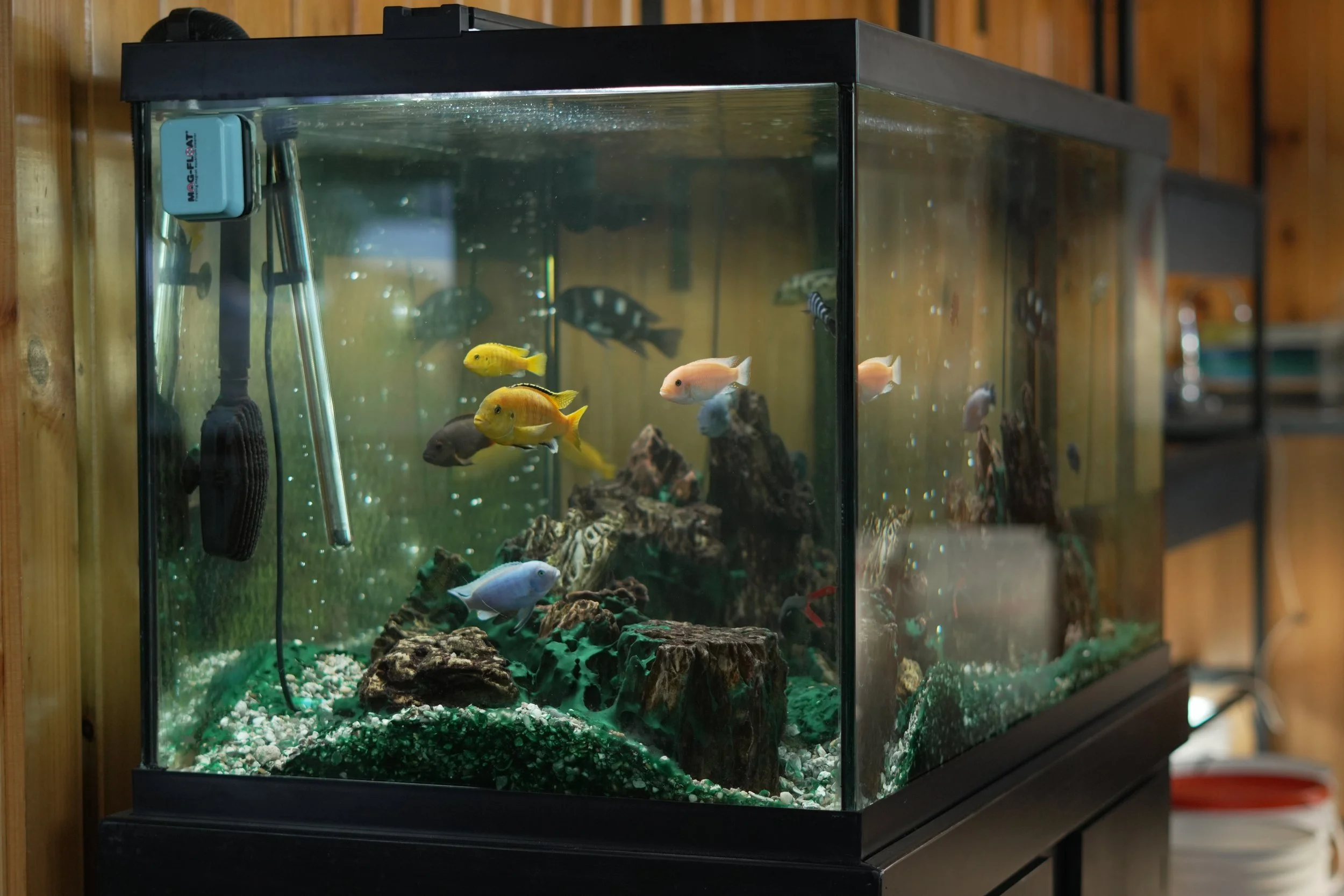 A rectangular fish tank on a black stand, filled with water and various colorful fish swimming, including yellow, pink, blue, and striped fish, with rocks and gravel at the bottom and some equipment attached to the tank.