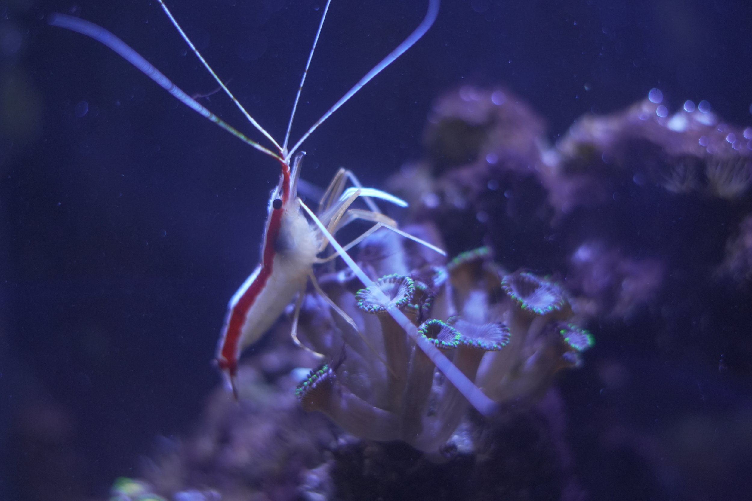 A close-up of a small shrimp with a red and white body, long antennae, and black eyes, standing on coral in a dark underwater environment.