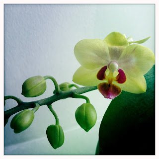 Good Things are Growing at Dory Ellen Fish Acupuncture