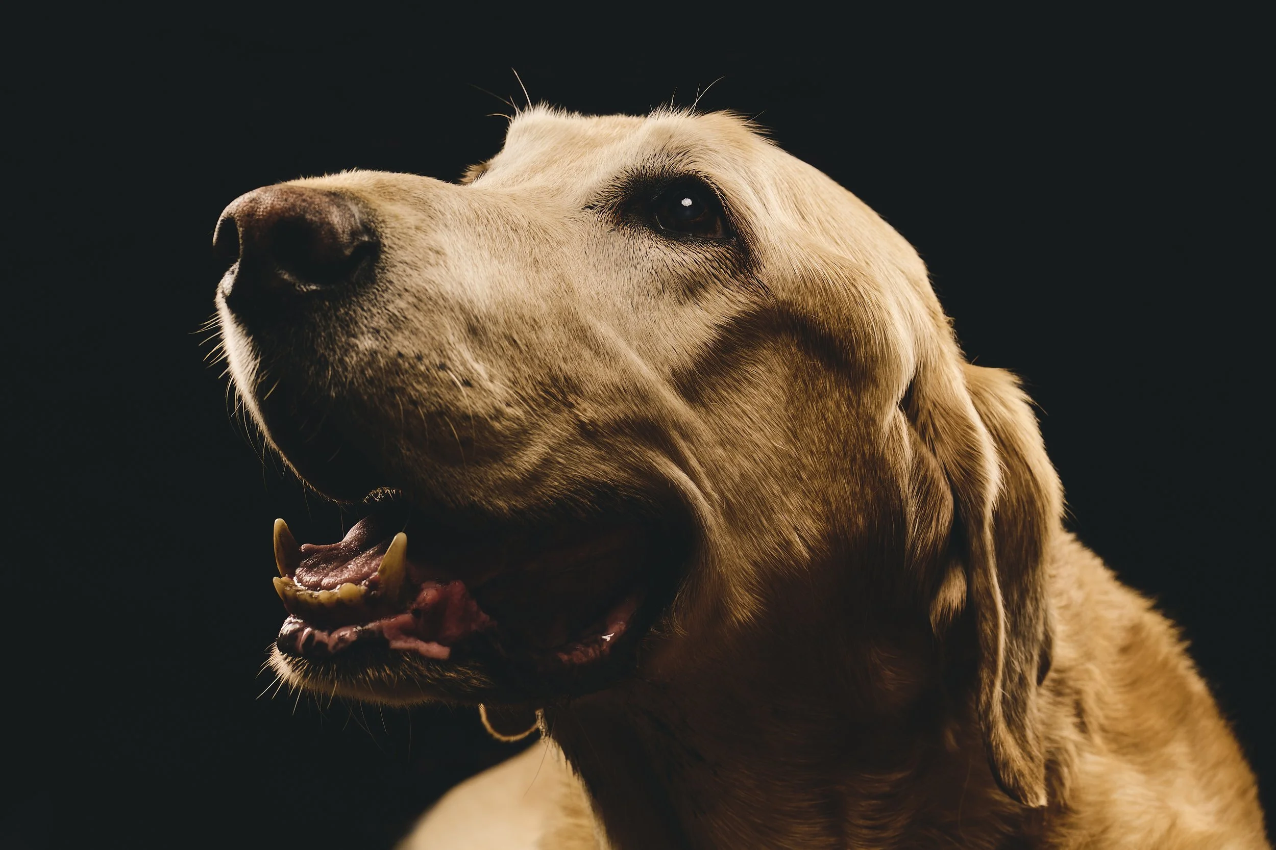 Close-up of a Labrador retriever's face with a dark background, smiling with its mouth open and showing teeth.