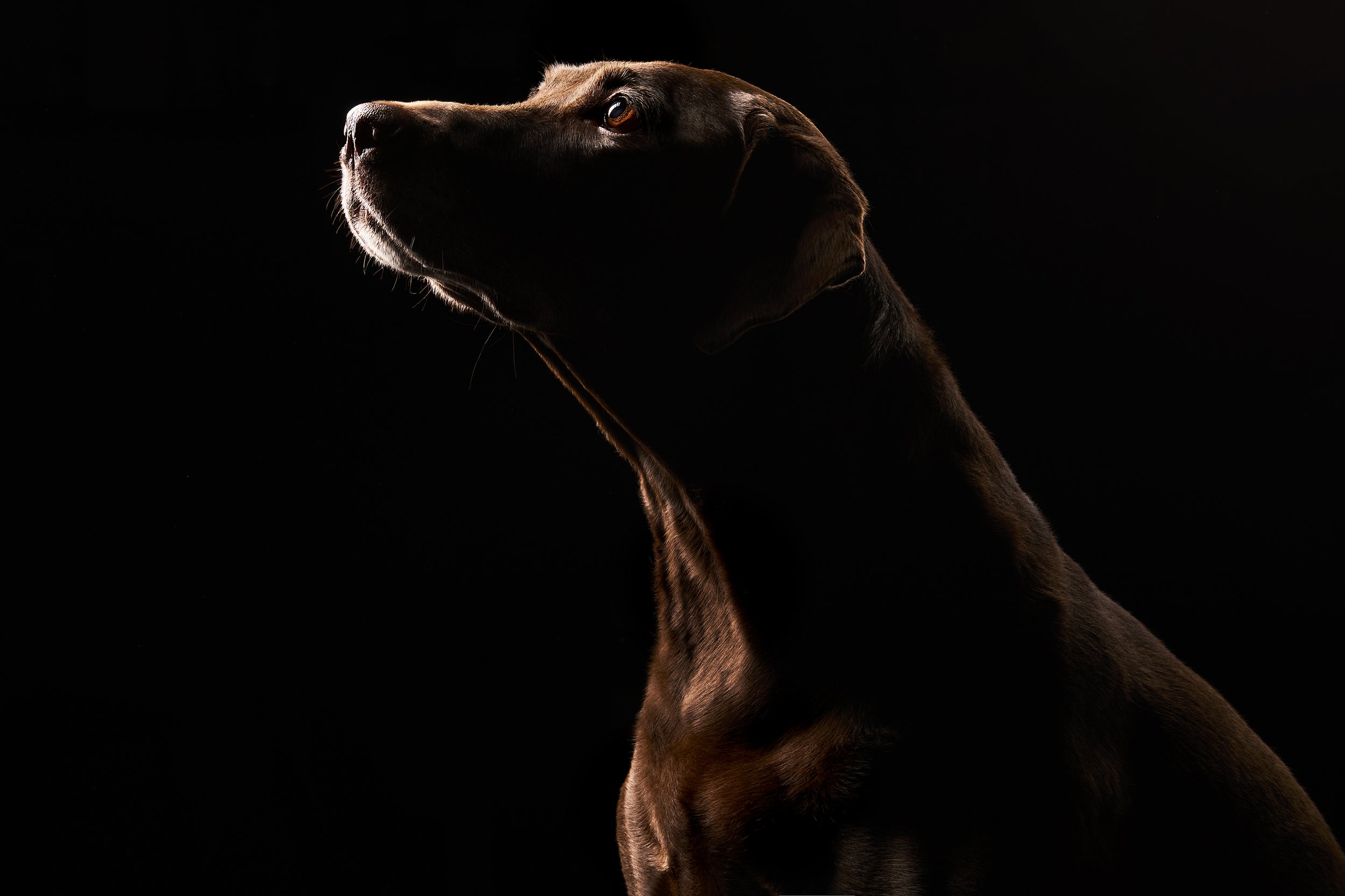 A side profile of a brown dog, likely a Labrador Retriever, with dramatic lighting highlighting its face and neck against a black background.