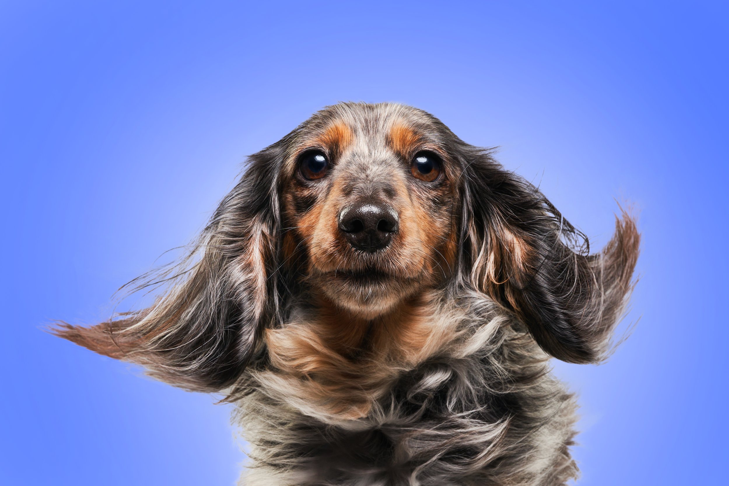 Close-up of a long-haired dog with a brown, gray, and black coat against a blue background.