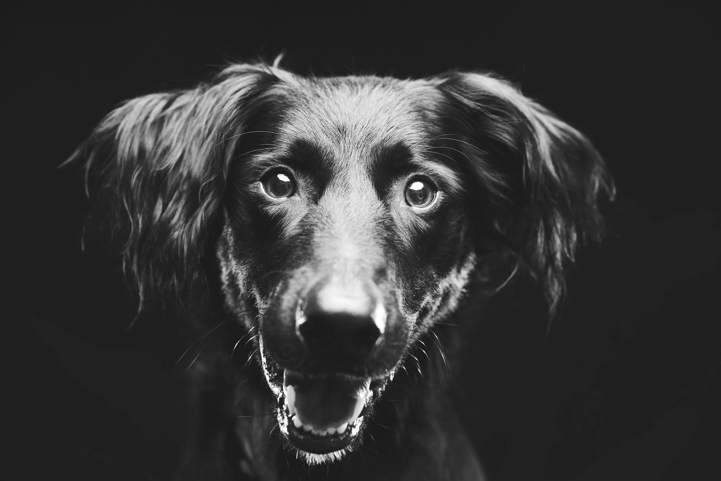 Black and white close-up photo of a dog with expressive eyes and a slightly open mouth, showing teeth, against a dark background.
