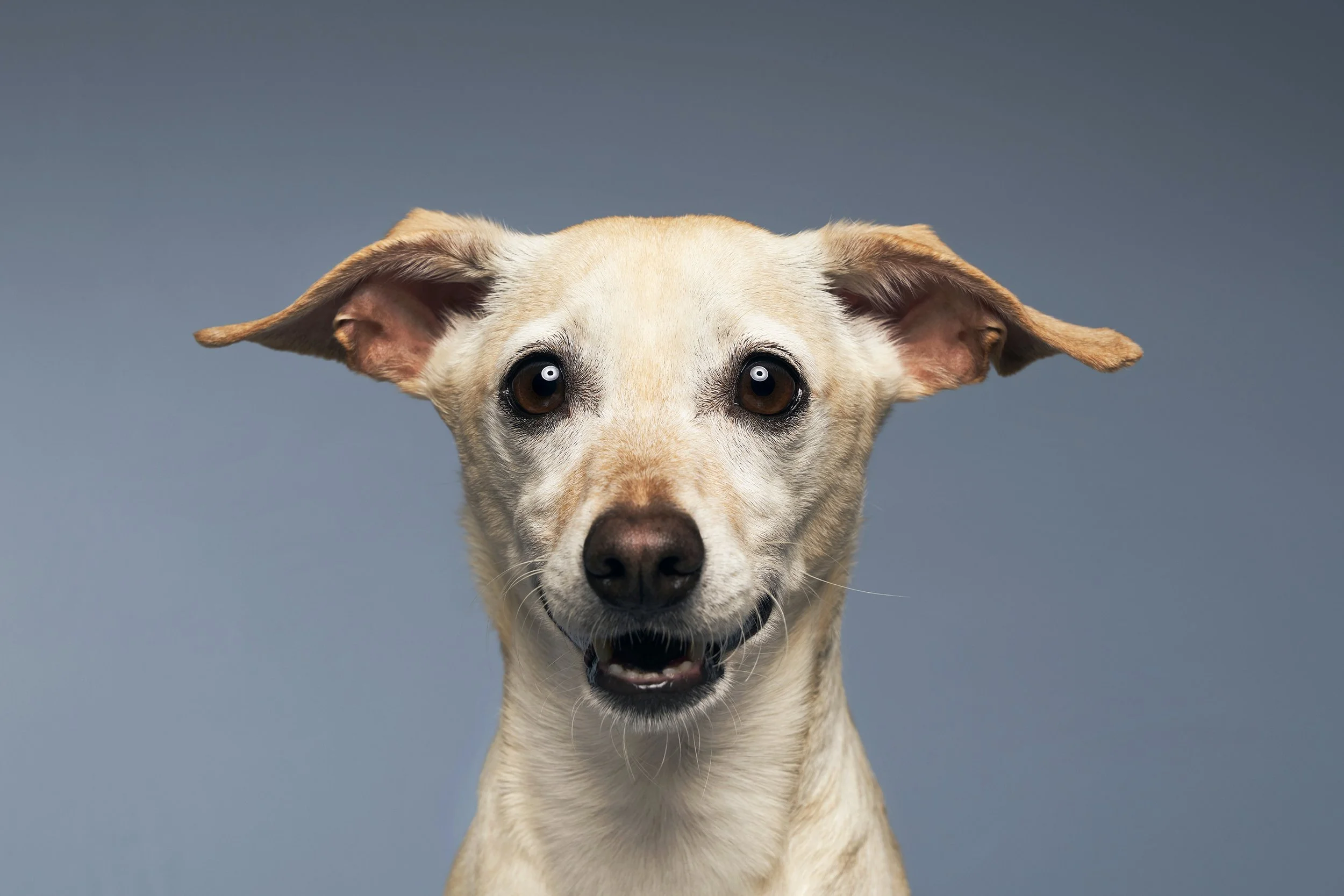 Close-up of a happy mixed-breed dog with tan and white fur, smiling, against a blue background.