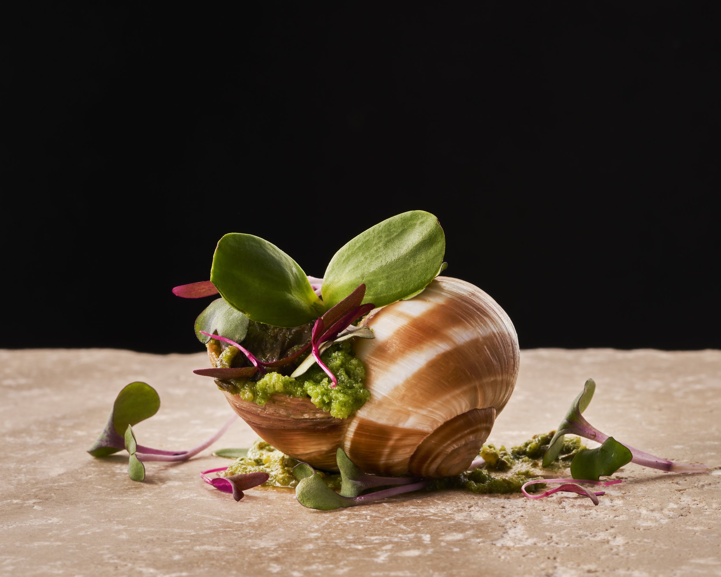 A seashell with green microgreens and pinkish-red sprouts inside, placed on a textured surface against a black background.