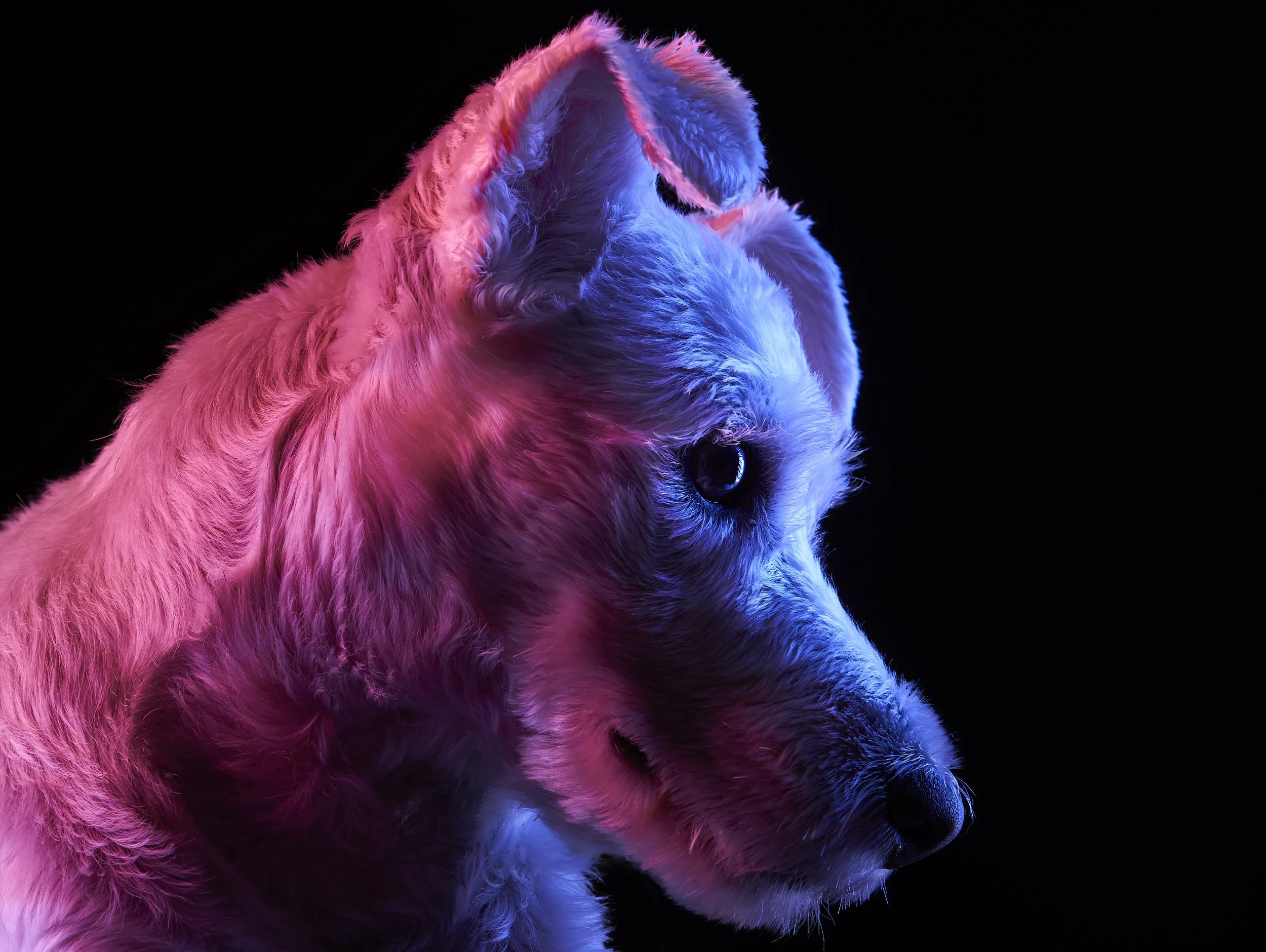 Close-up of a dog with white fur illuminated by pink and blue neon lights against a black background.