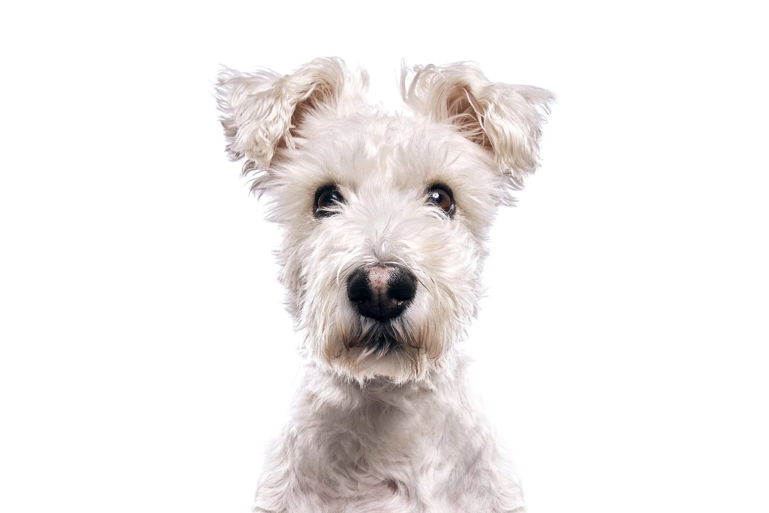 A close-up of a white fluffy dog with dark eyes and a black nose, looking directly at the camera against a white background.