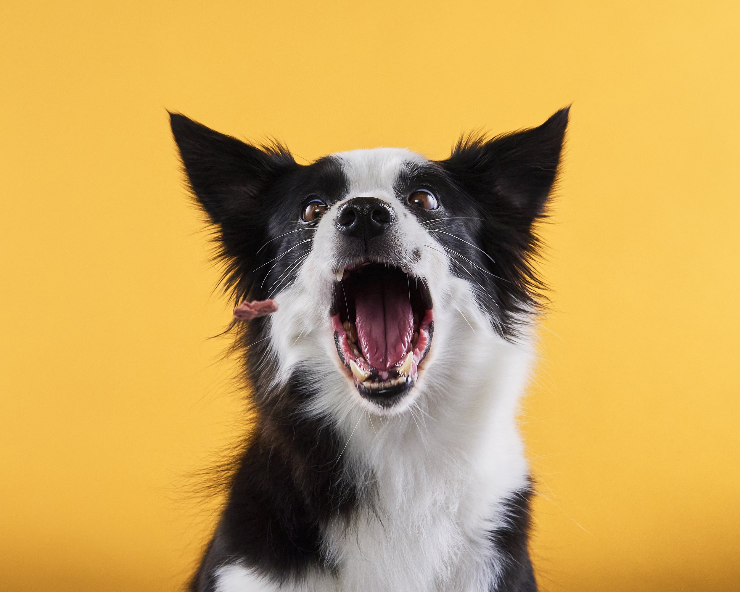 A black and white Border Collie dog with its mouth open, showing teeth, against a bright yellow background.