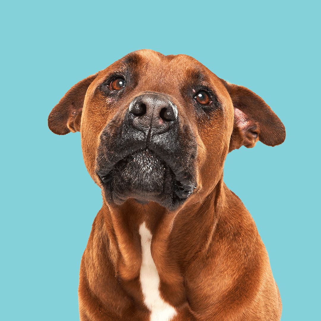 Close-up of a brown dog with a white chest and black nose against a light blue background.