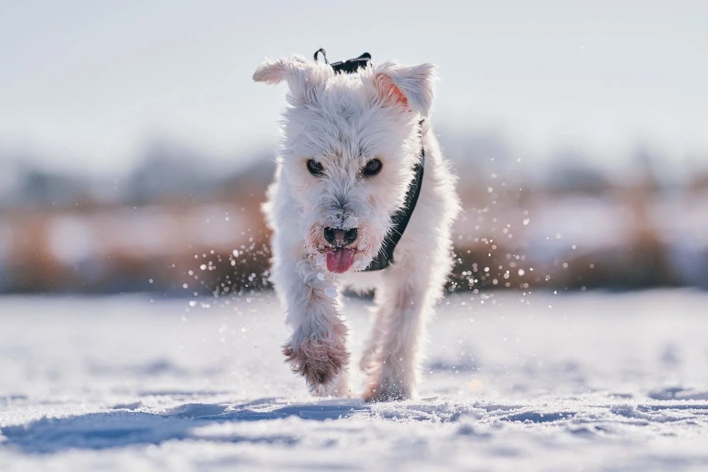 A white dog running through snow on a sunny day.