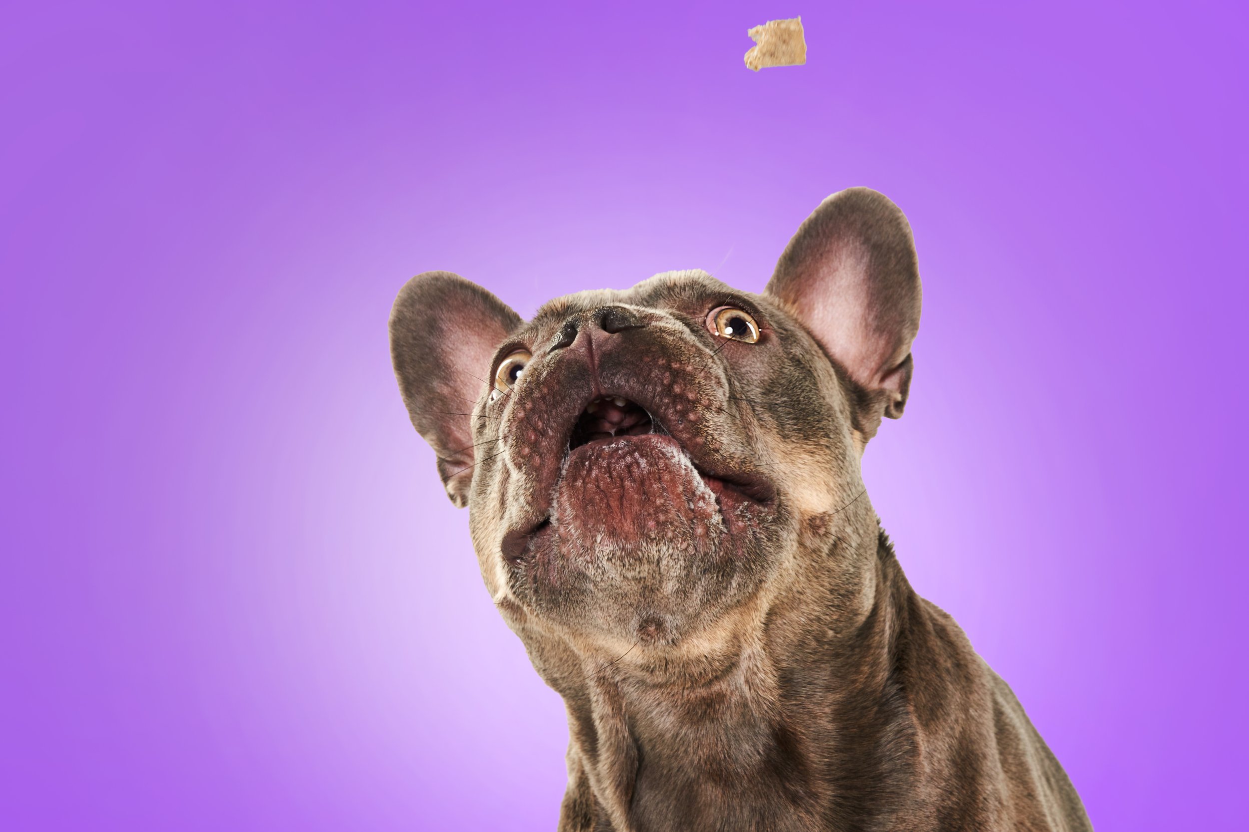 French bulldog looking up with ears perked on a purple background.