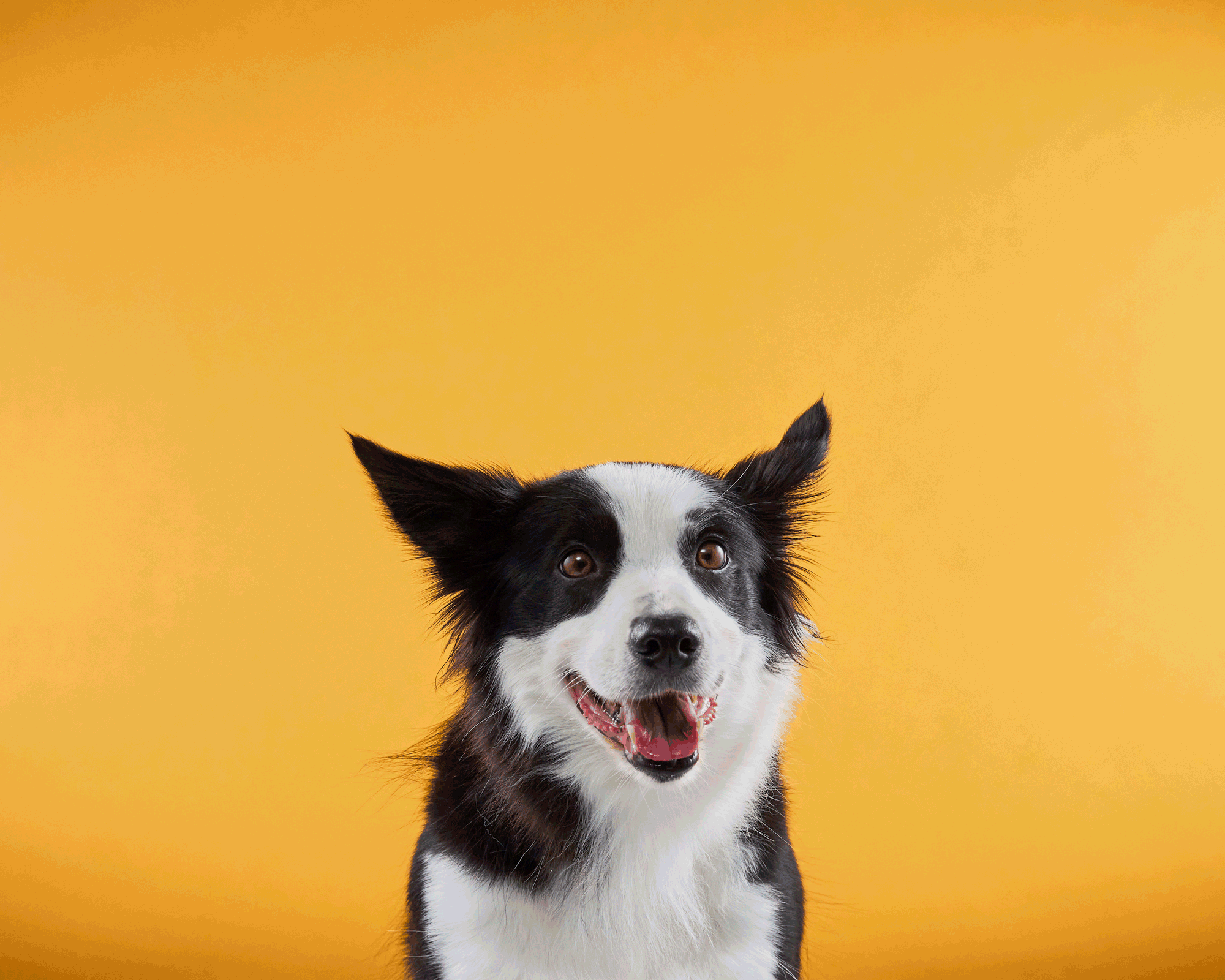 A black and white border collie dog smiling against a yellow background.