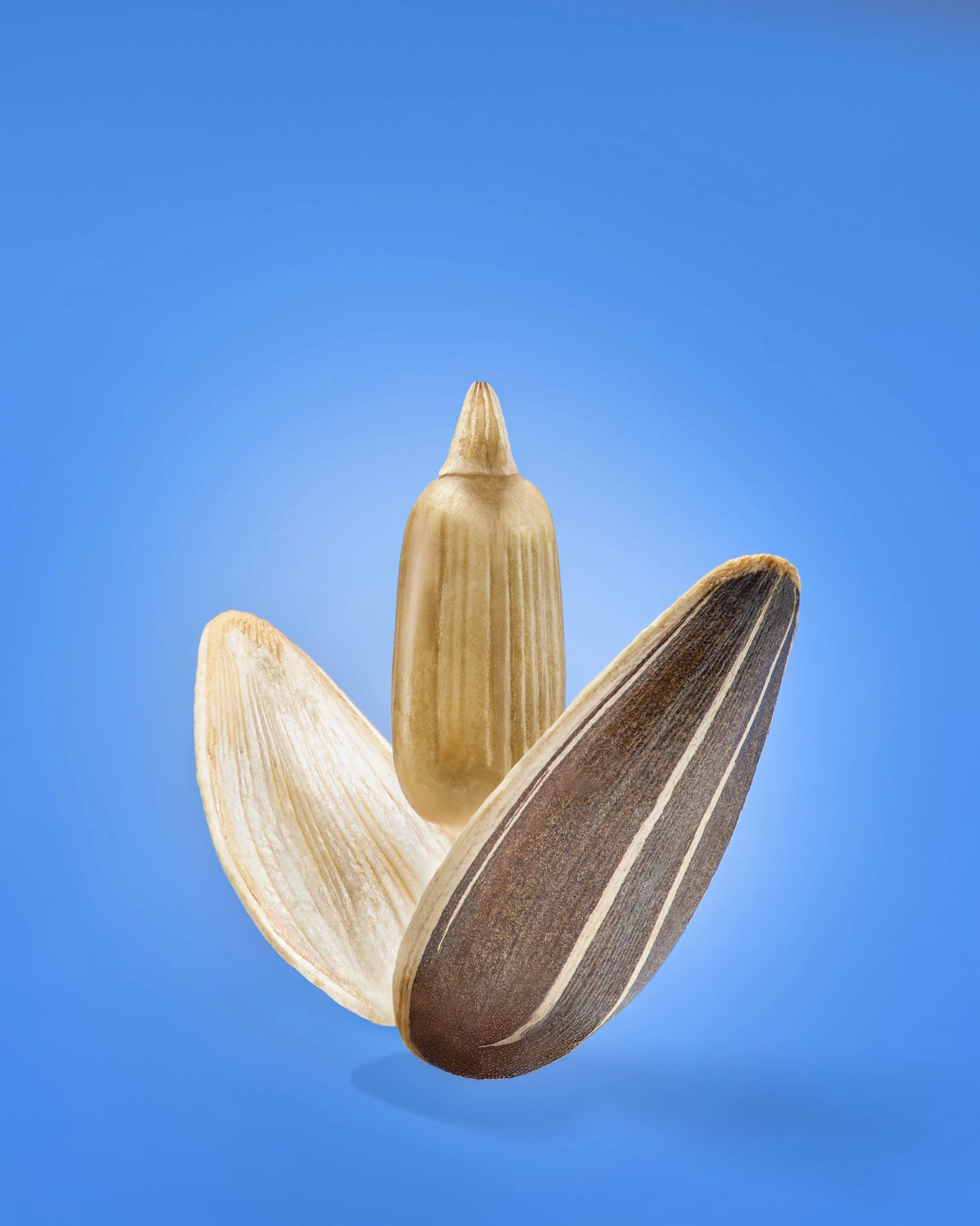A sunflower seed in a shell, with one shell partially open and the seed in the middle, set against a blue background.