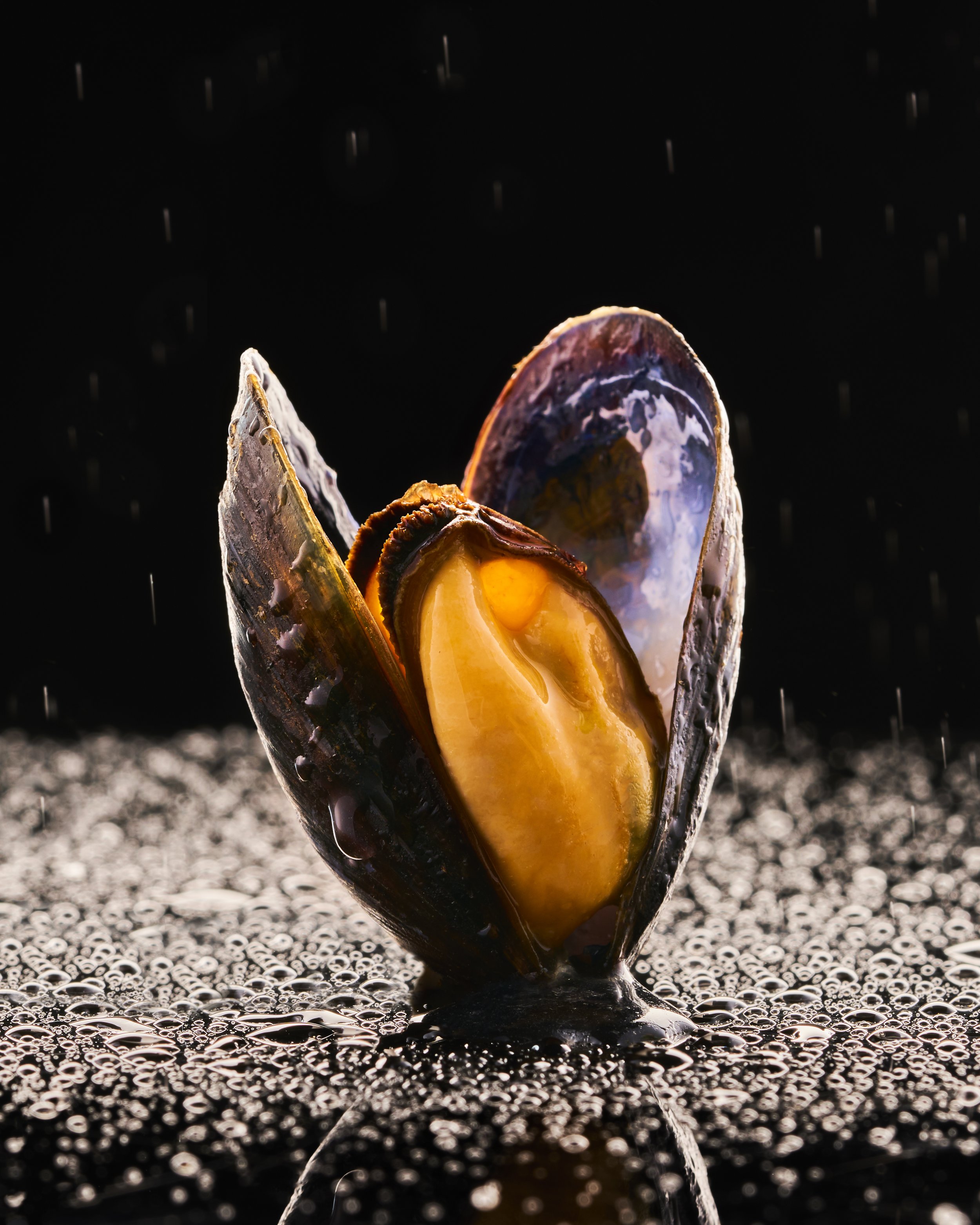 Close-up of an open mussel shell with water droplets, resting on a wet surface with water droplets, against a dark background.