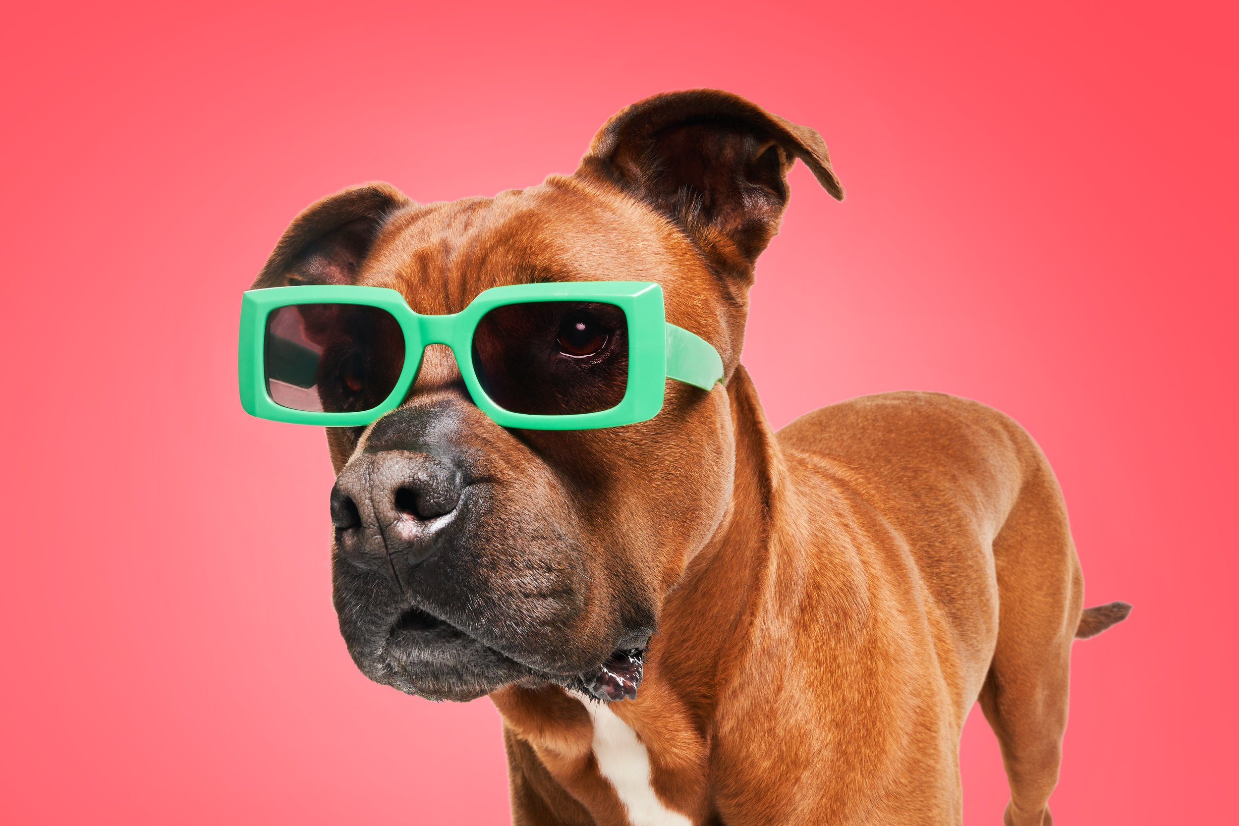 A brown dog wearing large green sunglasses against a pink background.
