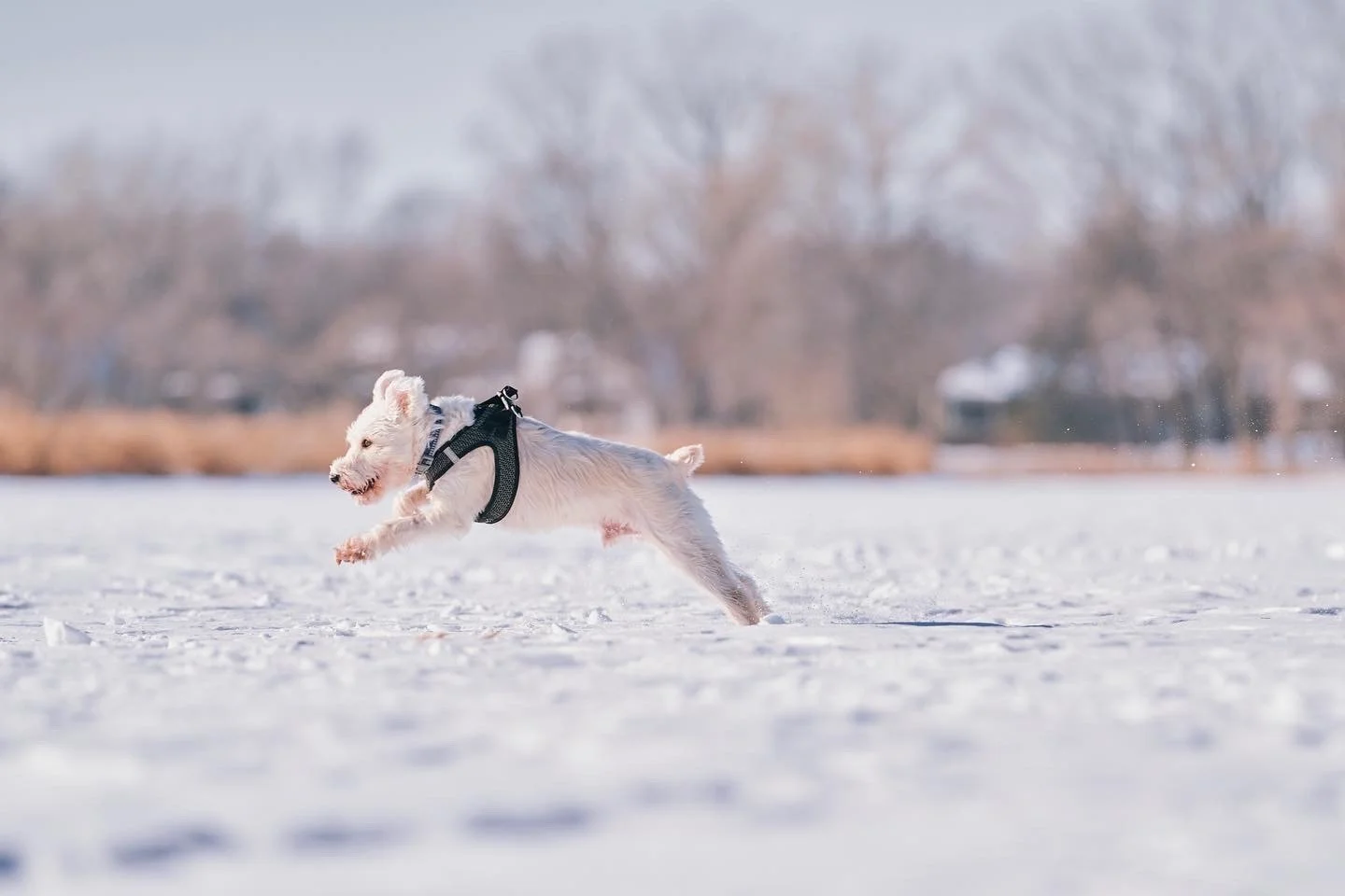 A white dog running and playing in the snow with a black harness on during winter.