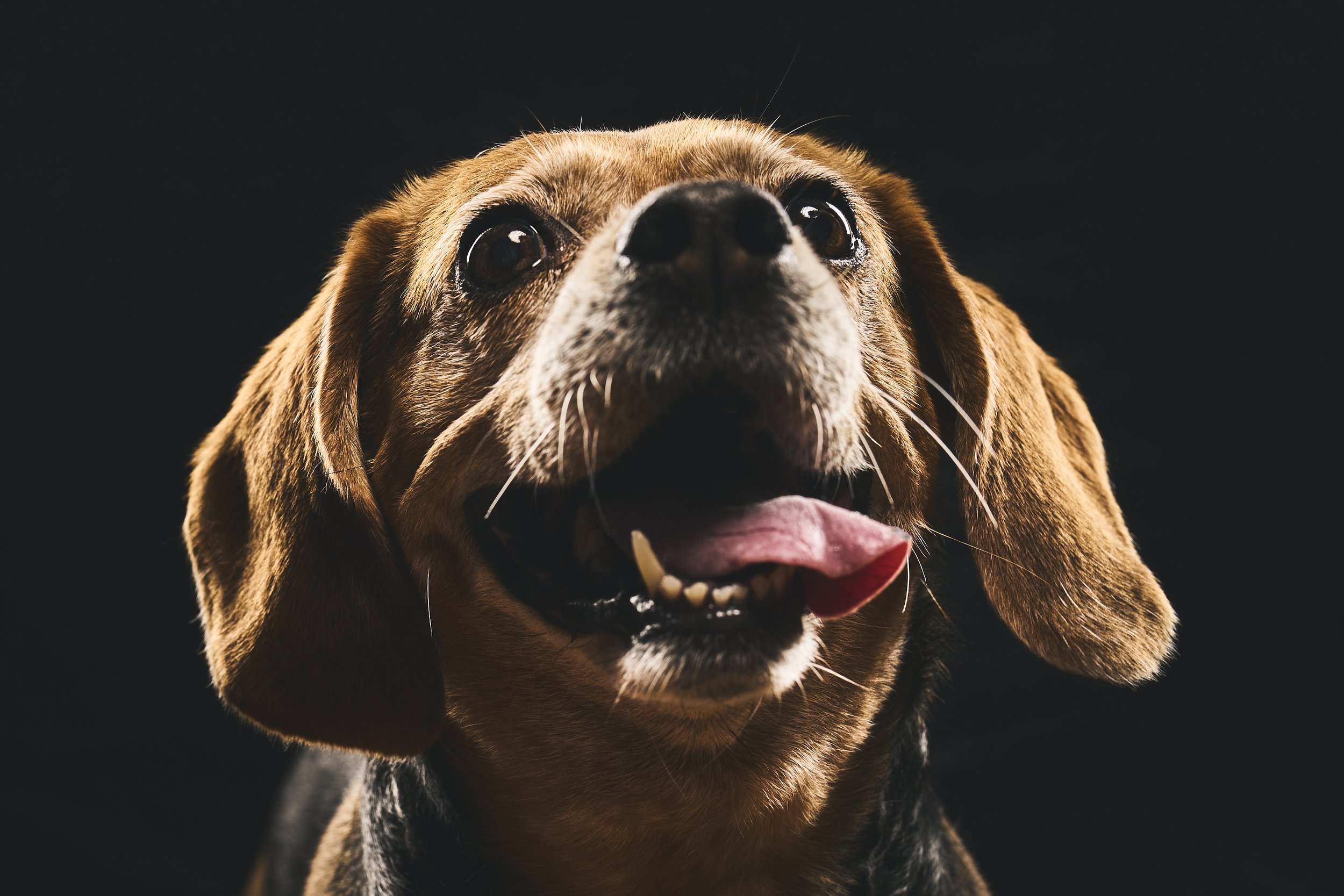 Close-up of a happy brown and black dog with its tongue out against a black background.