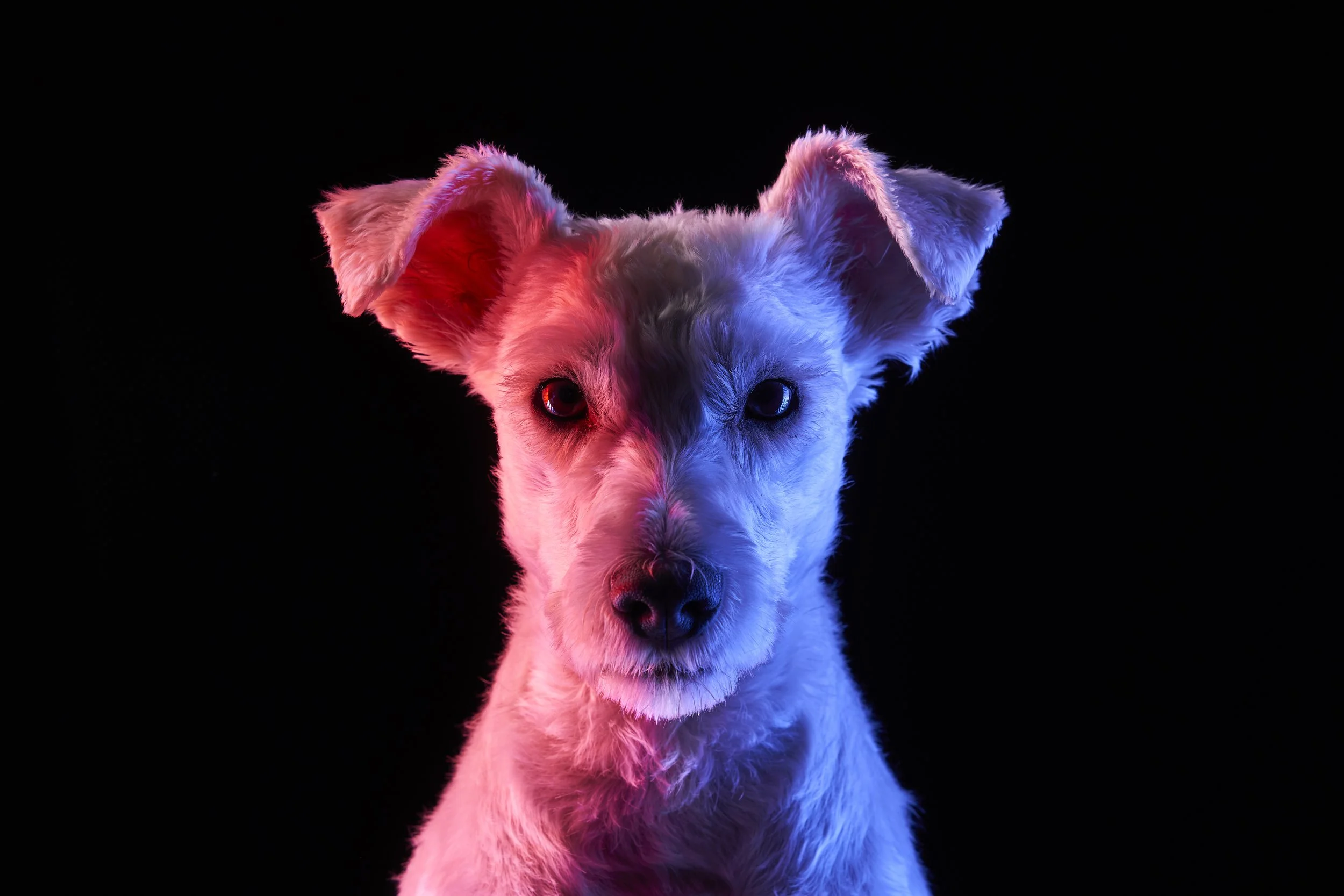 Close-up portrait of a small dog with light-colored fur, illuminated with red and blue lighting against a black background.