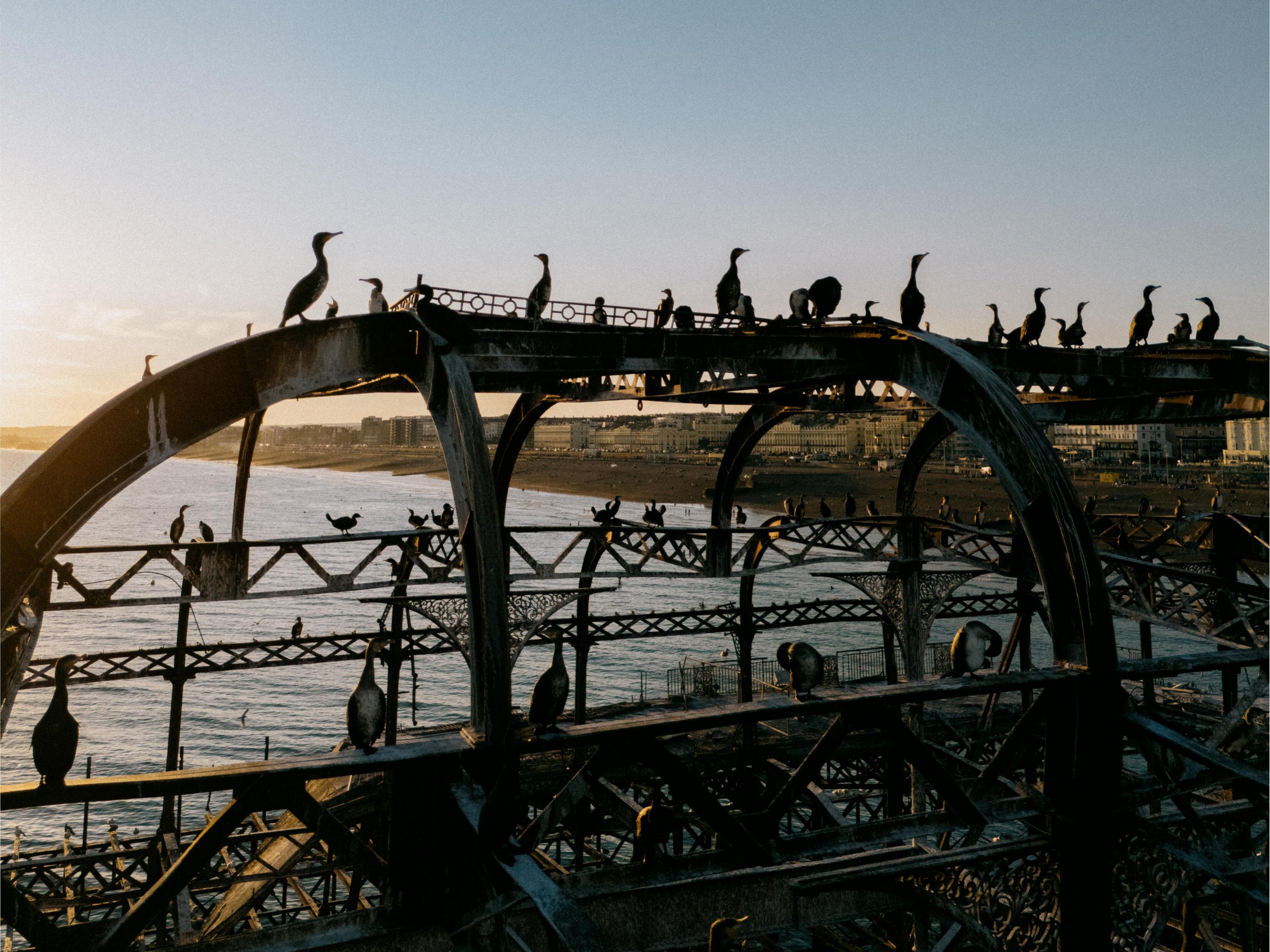 Seagulls on a metal West pier Brighton by the ocean at sunset, with a cityscape in the background.