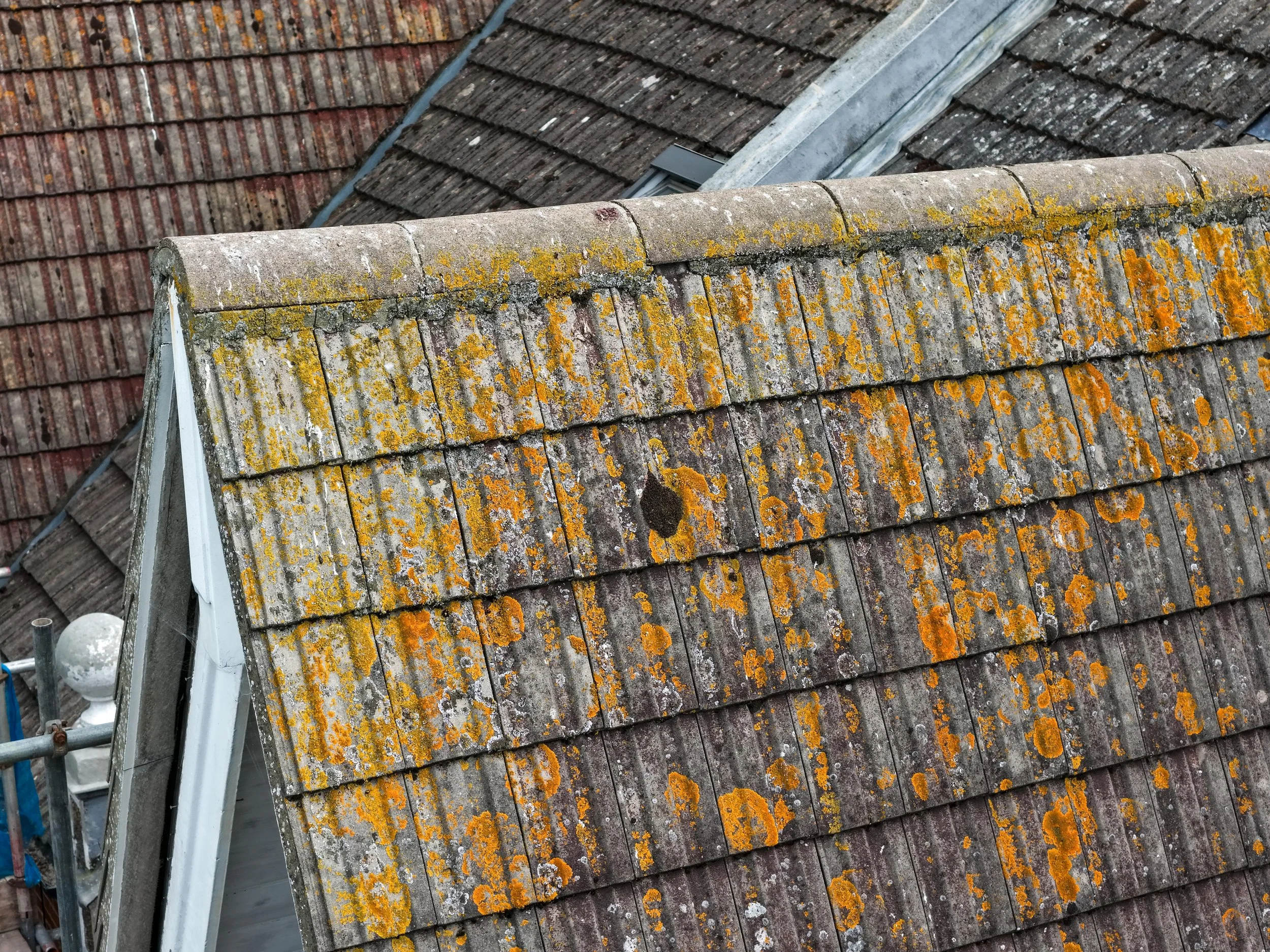 Close-up of a tiled roof with patches of orange and yellow lichen growing on the tiles.