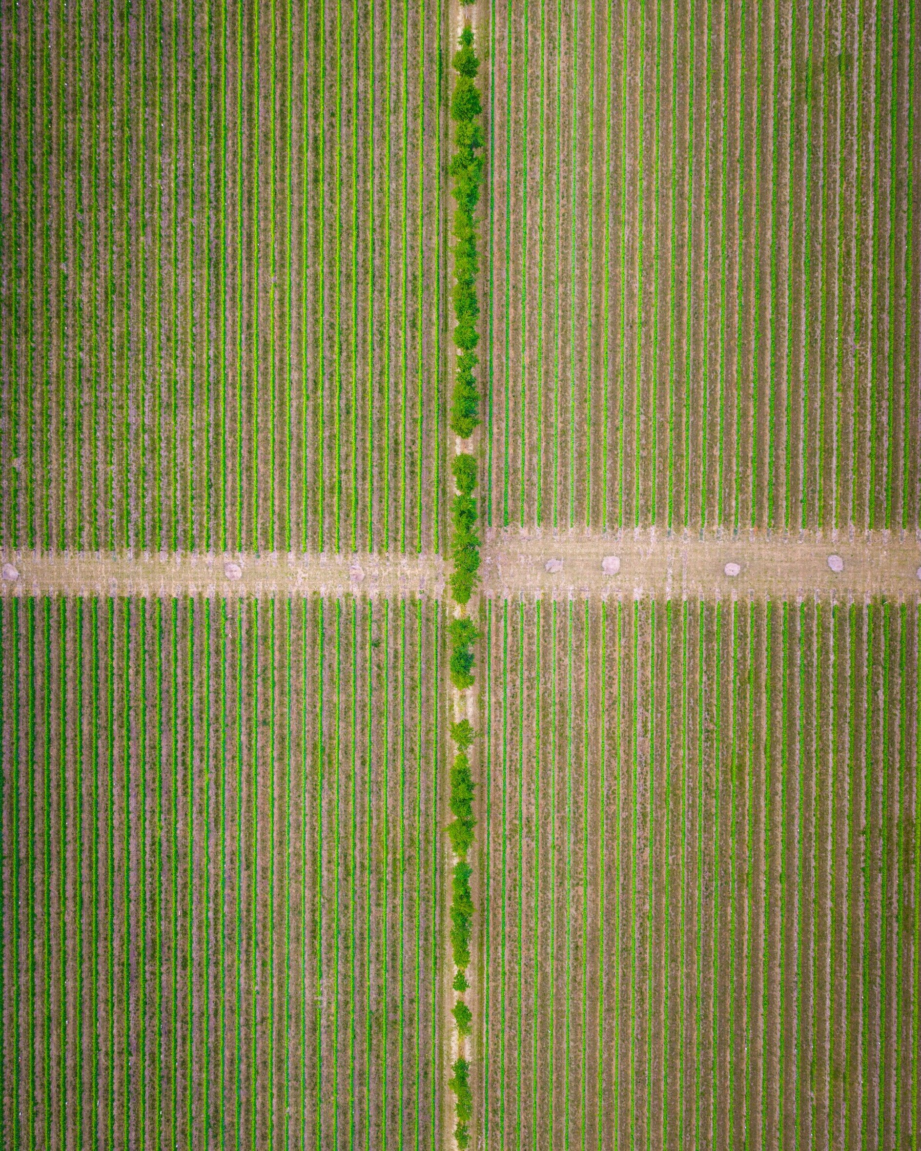 An aerial view of a vinyard with rows of green vines separated by dirt pathways, and a central line of trees running vertically through the field.