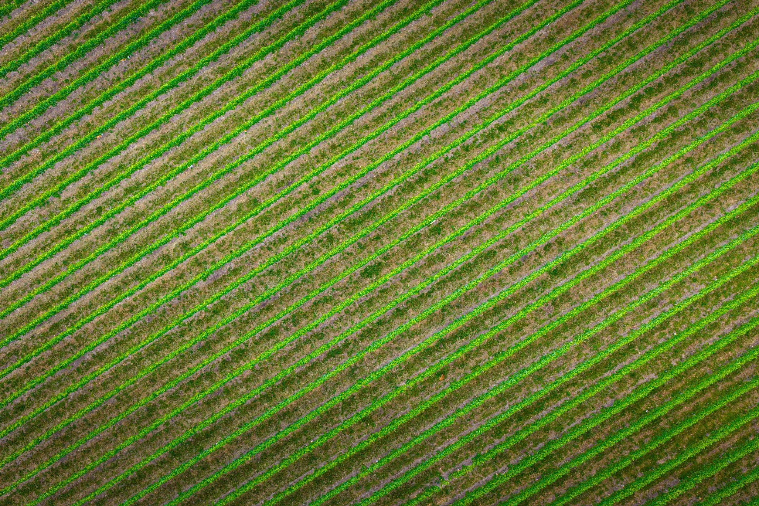 An aerial view of a vineyard with rows of green crops separated by brown soil.