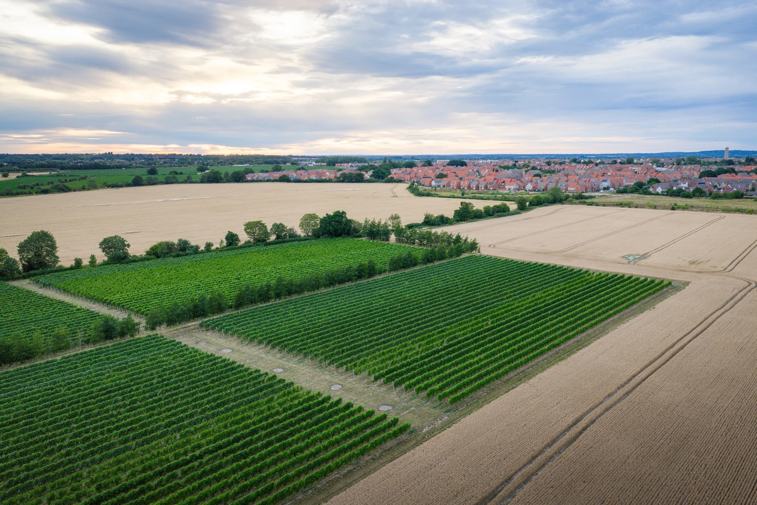 Yew Tree Vineyard - AeroFrame.co.uk -13.jpg