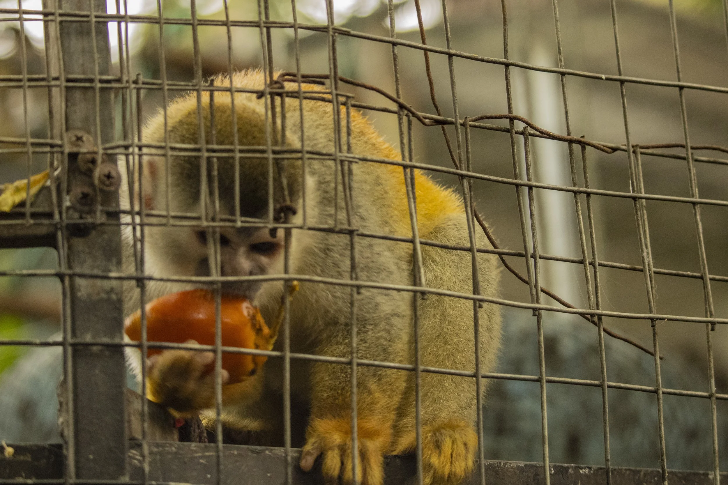 Animals Gallery-1760.jpg