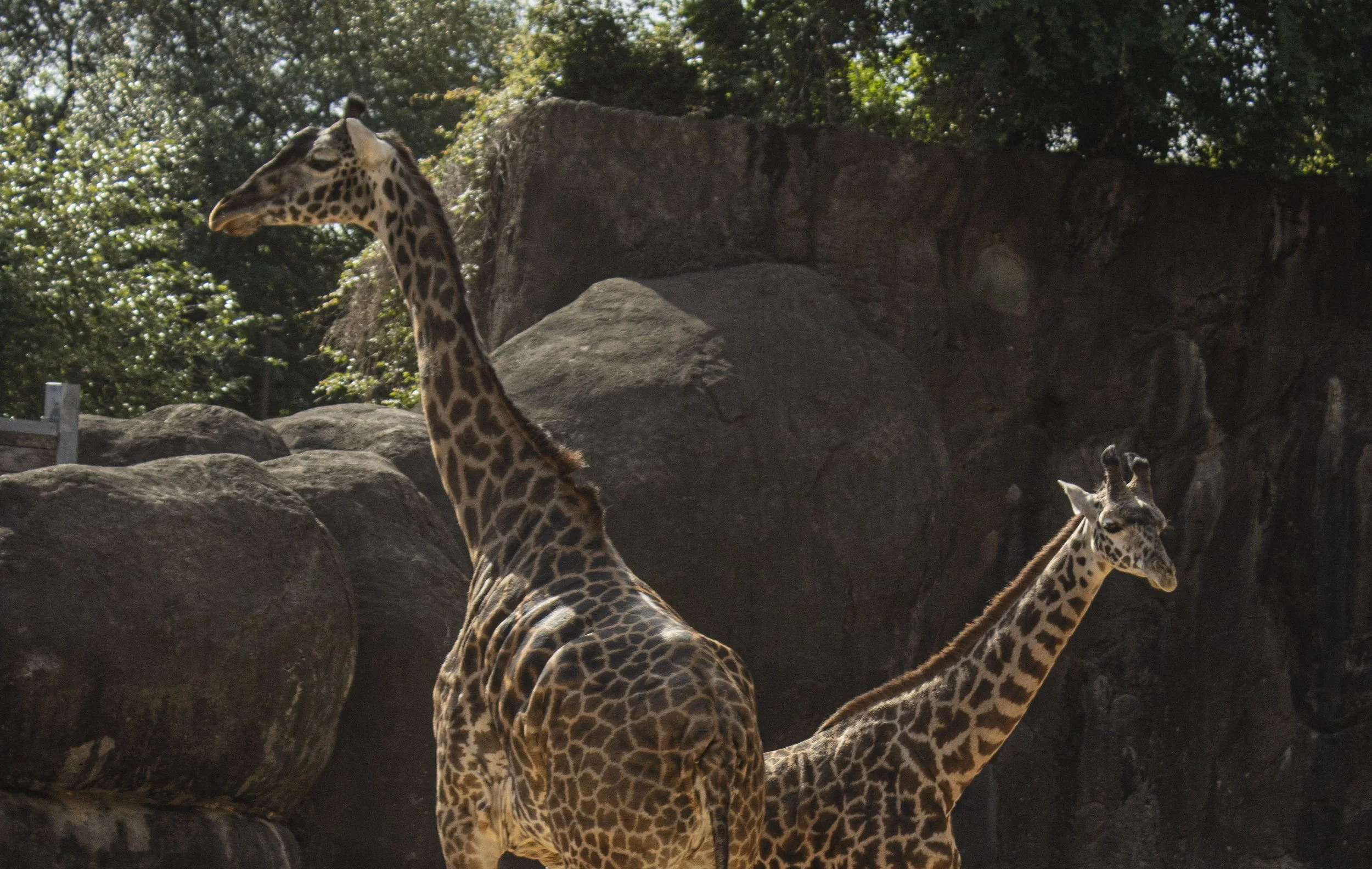Animals Gallery-0479.jpg