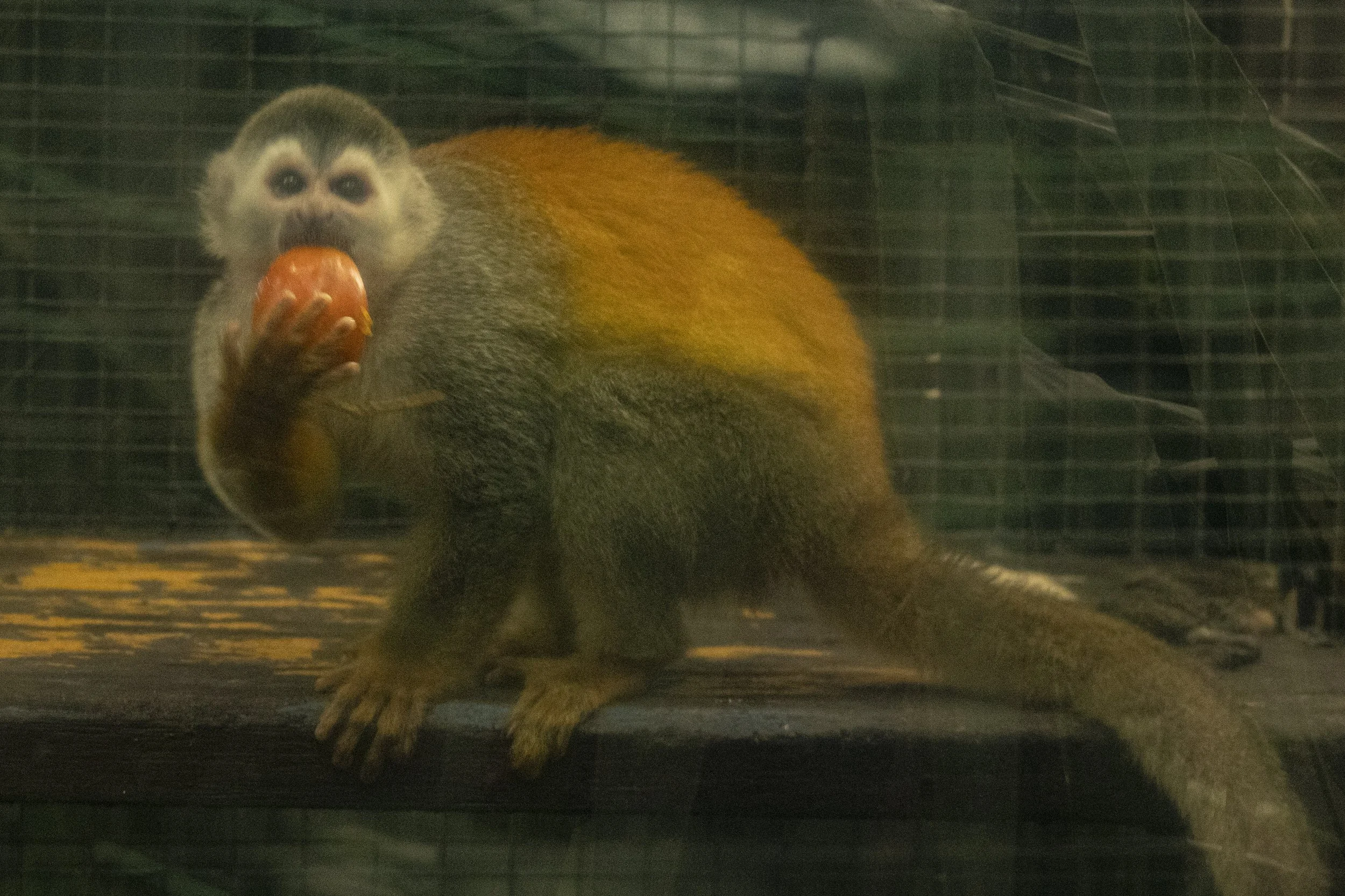 Animals Gallery-1756.jpg