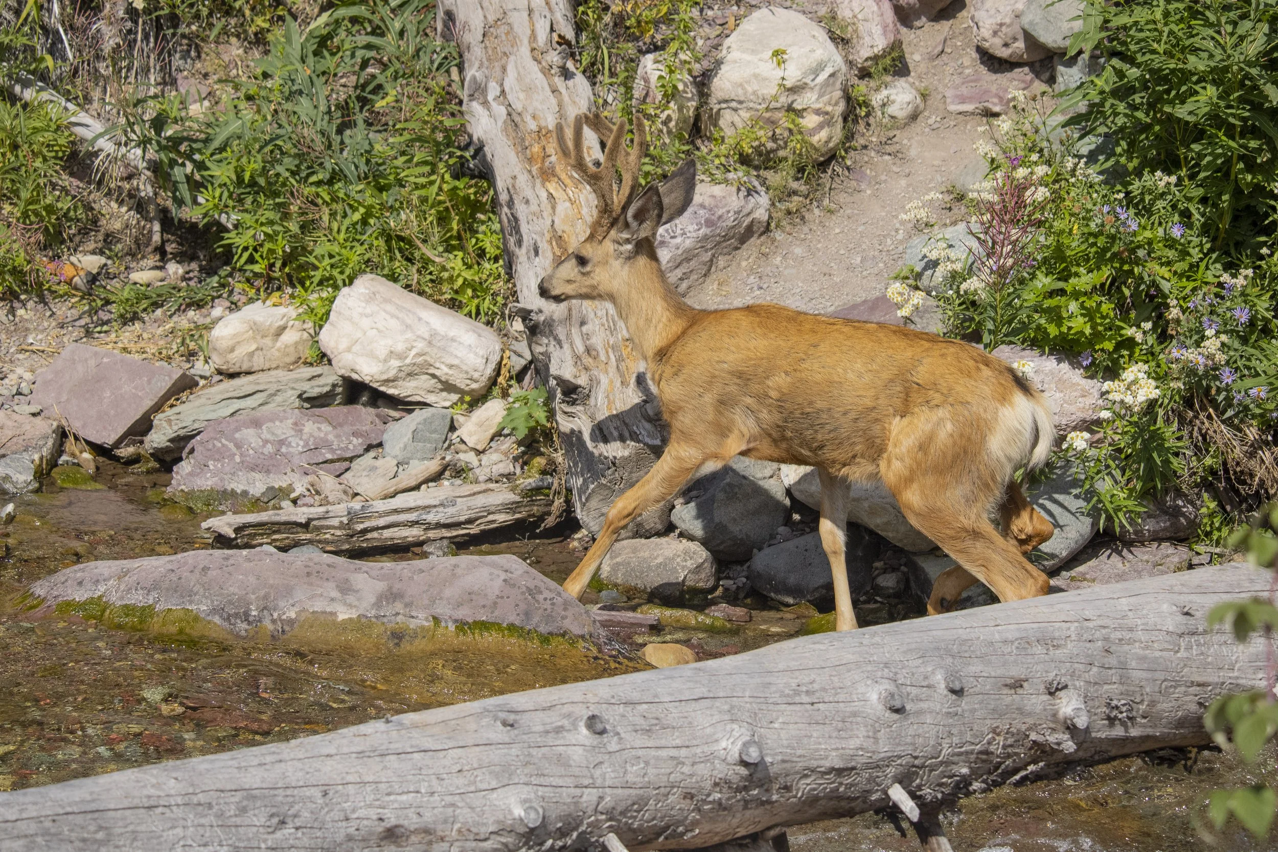 Animals Gallery-2096.jpg