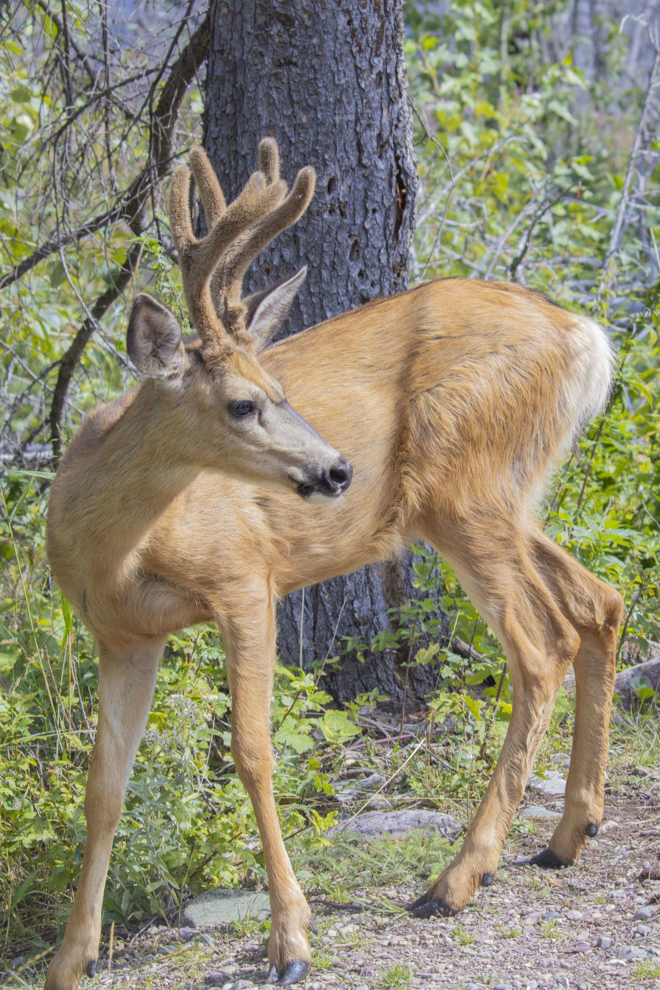 Animals Gallery-2073.jpg