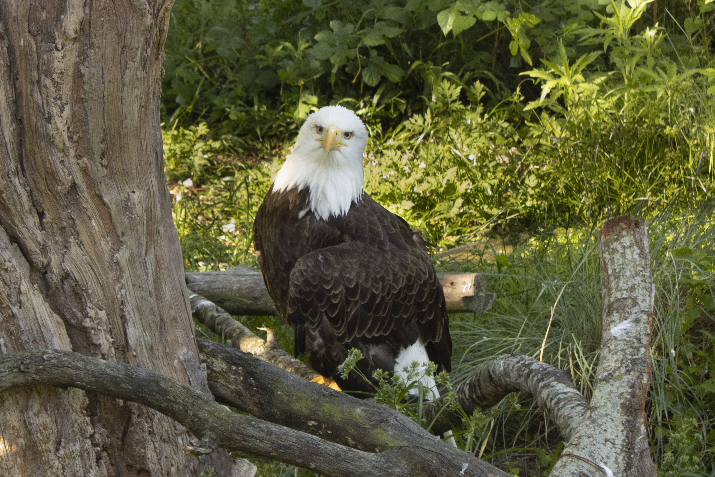 Animals Gallery-0364.jpg