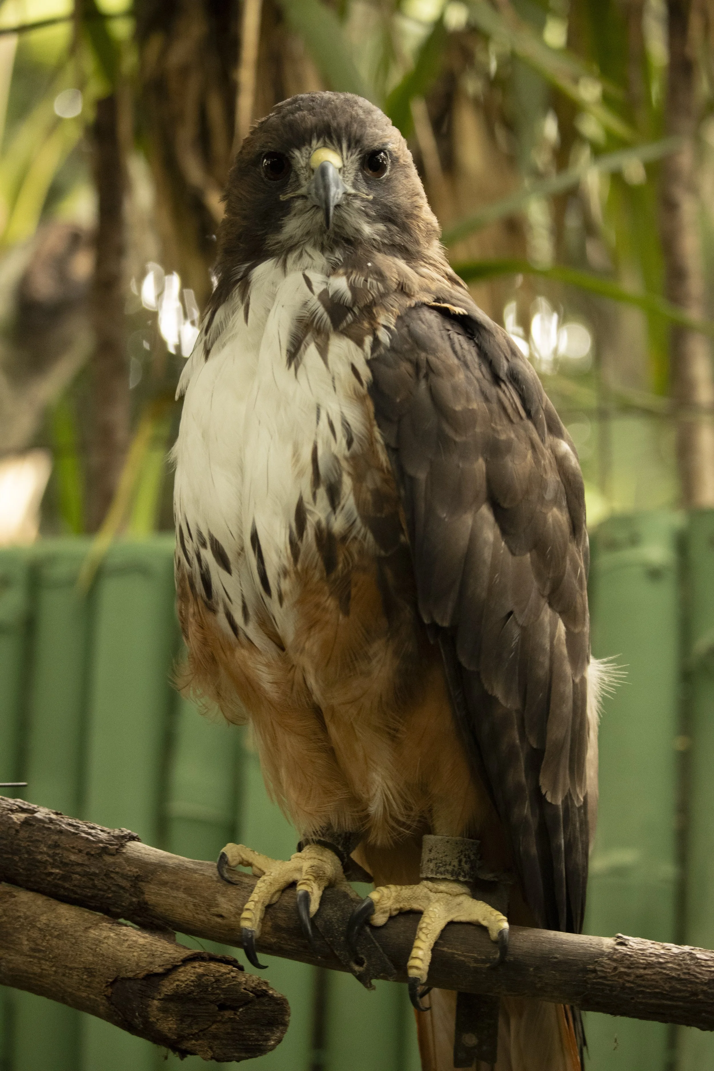 Animals Gallery-1767.jpg