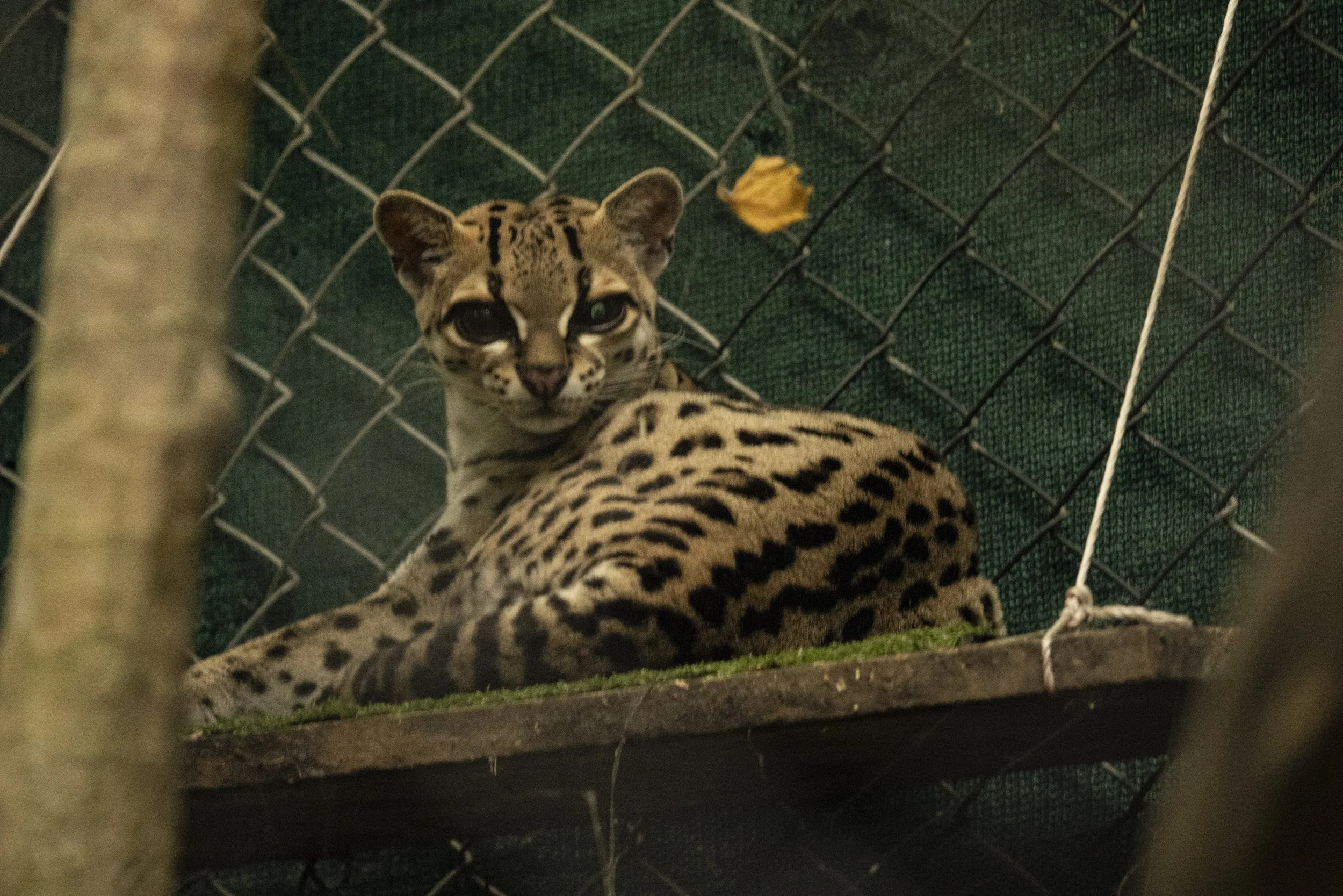 Animals Gallery-1775.jpg